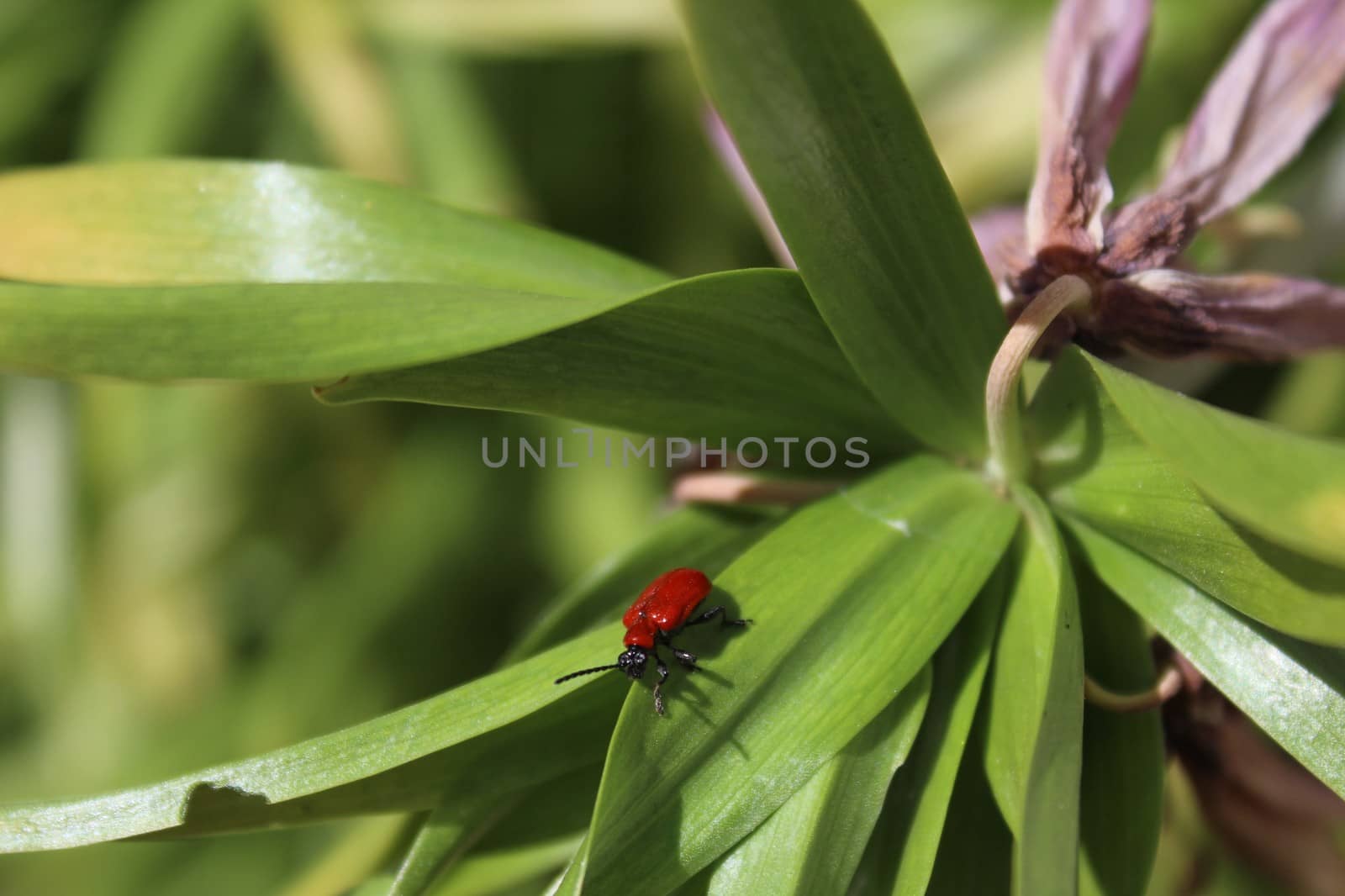 The picture shows a lily leaf beetle on a leaf