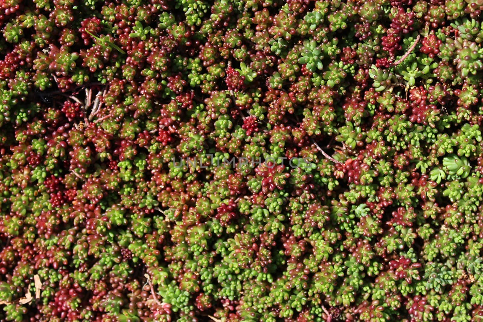 ground cover plants in the garden by martina_unbehauen