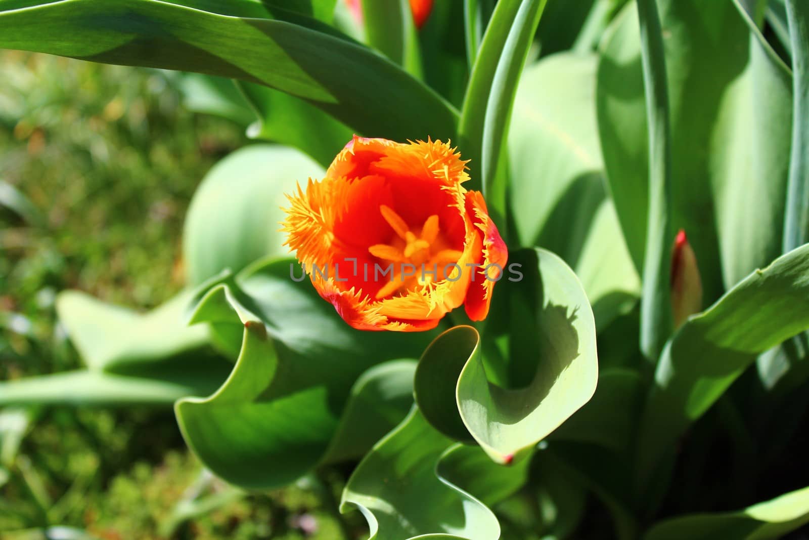 The picture shows beautiful tulips in the garden