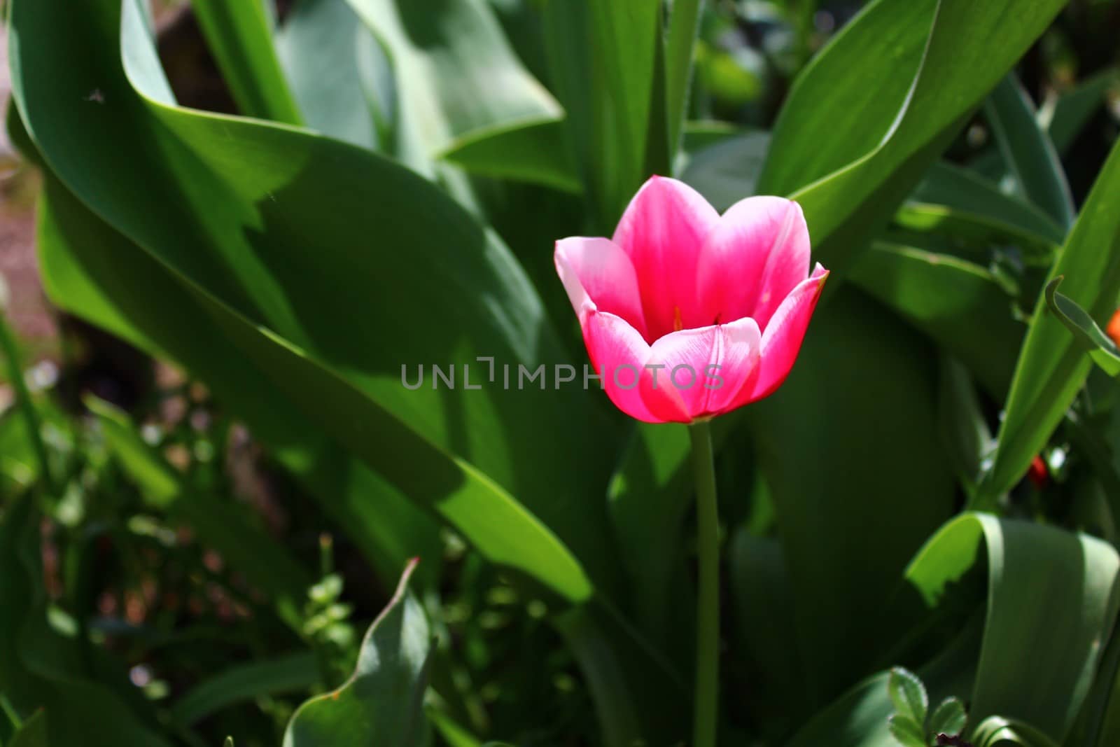 The picture shows beautiful tulips in the garden