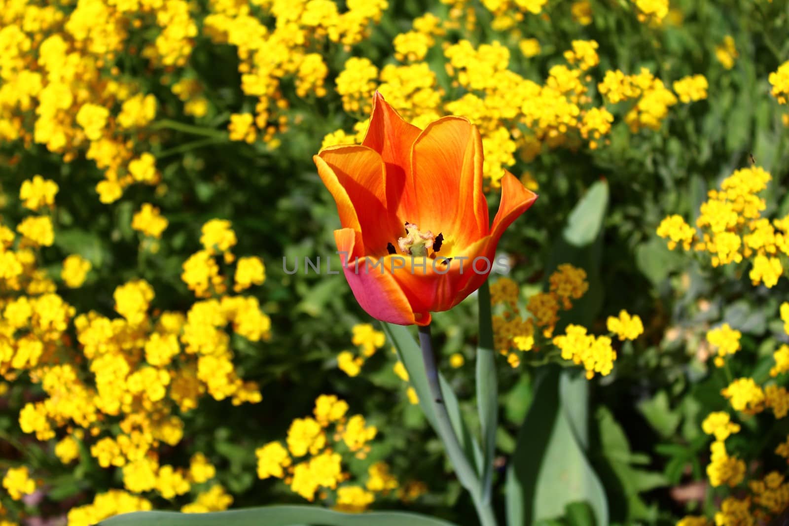 yellow tulips and sweet alyssum by martina_unbehauen