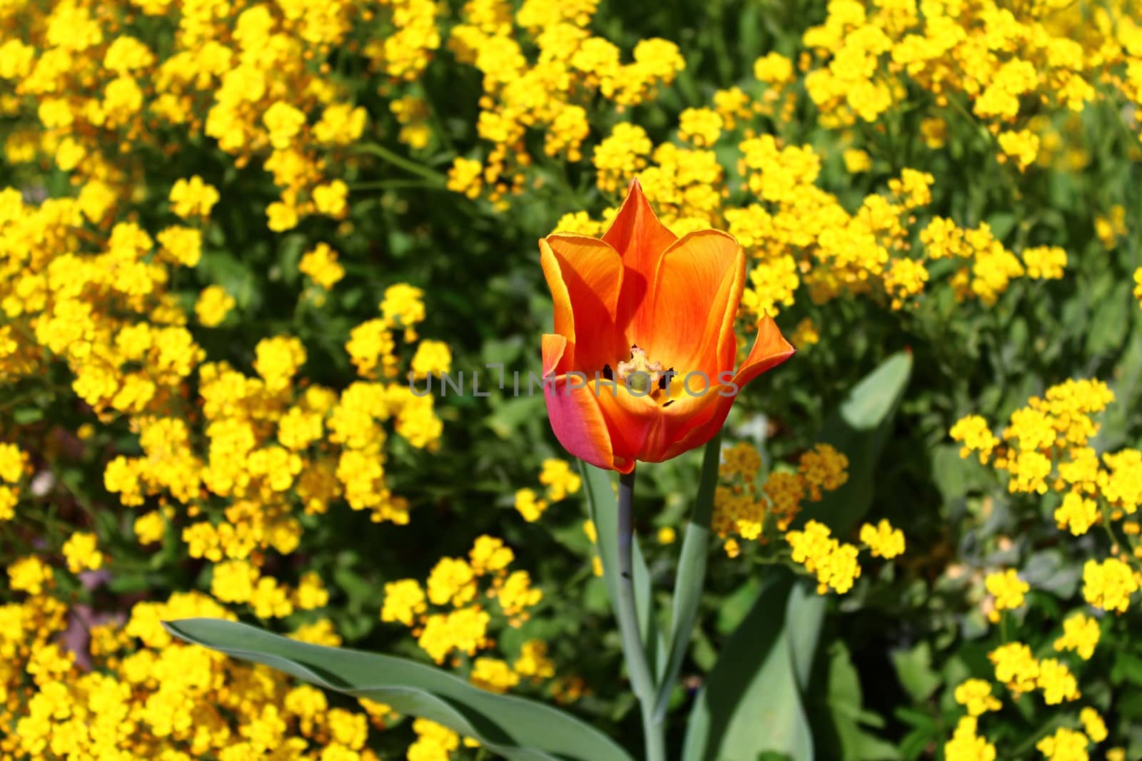 The picture shows yellow tulips and sweet alyssum