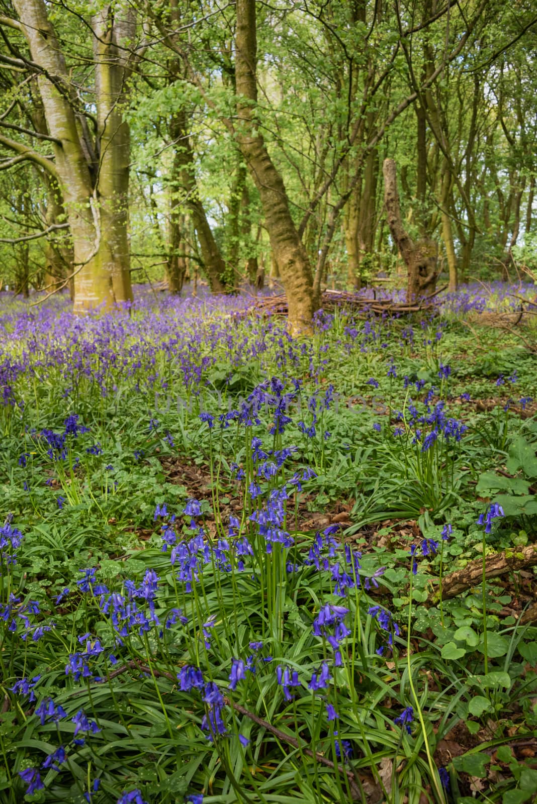Bluebell carpeted Forest Floor by stephenlavery
