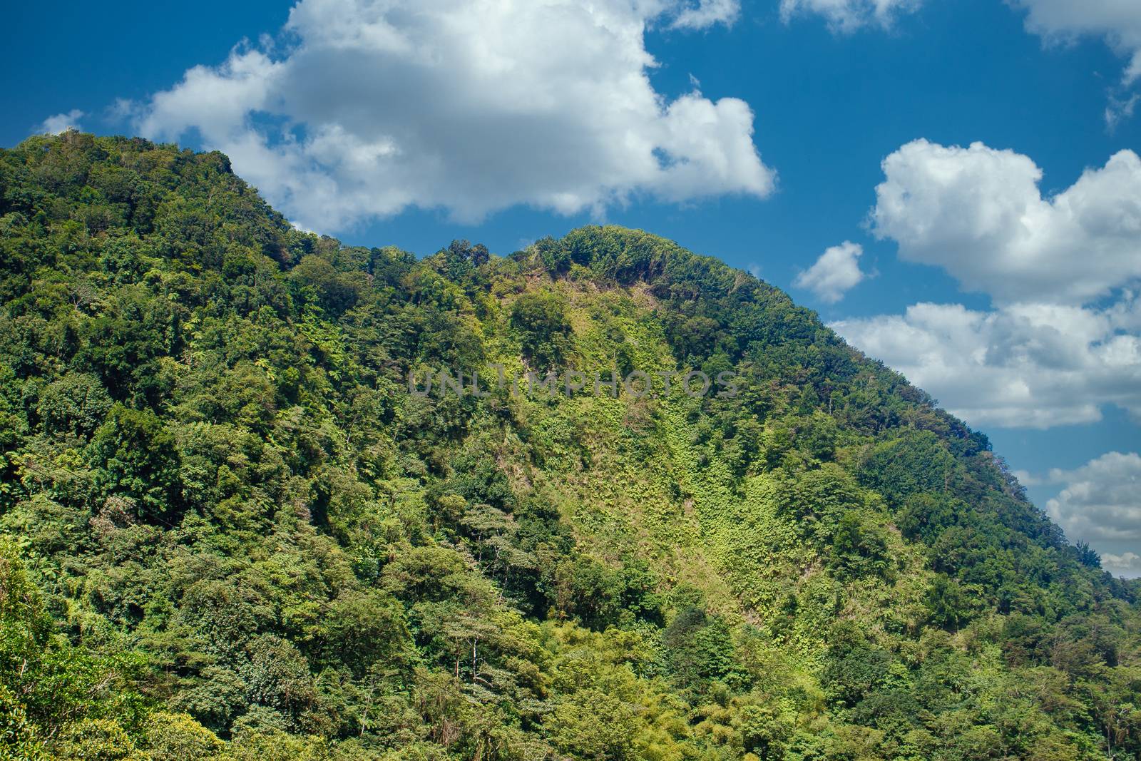 Lush Green Tropical Hill in Dominica by dbvirago