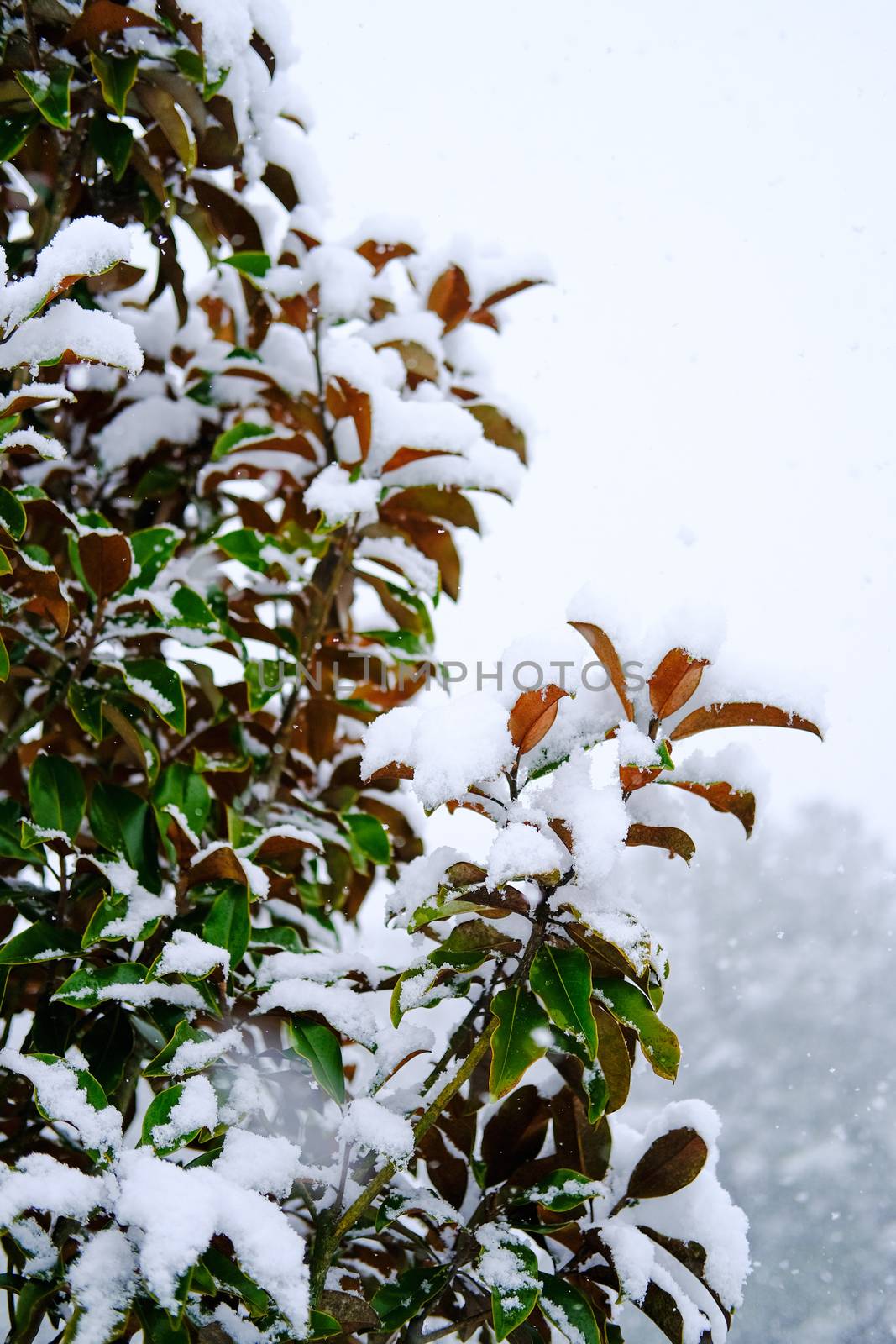 Snowflakes on Winter Shrub by dbvirago
