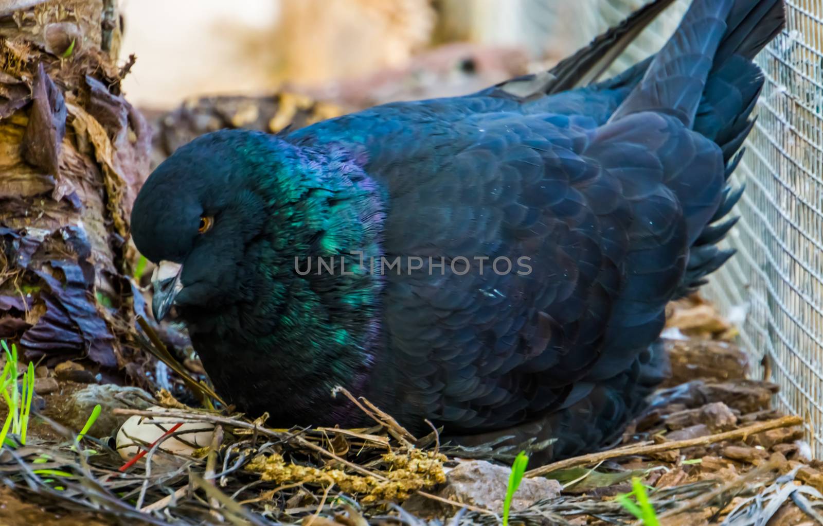 closeup of a black king pigeon sitting in its nest with eggs, popular tropical bird specie by charlottebleijenberg