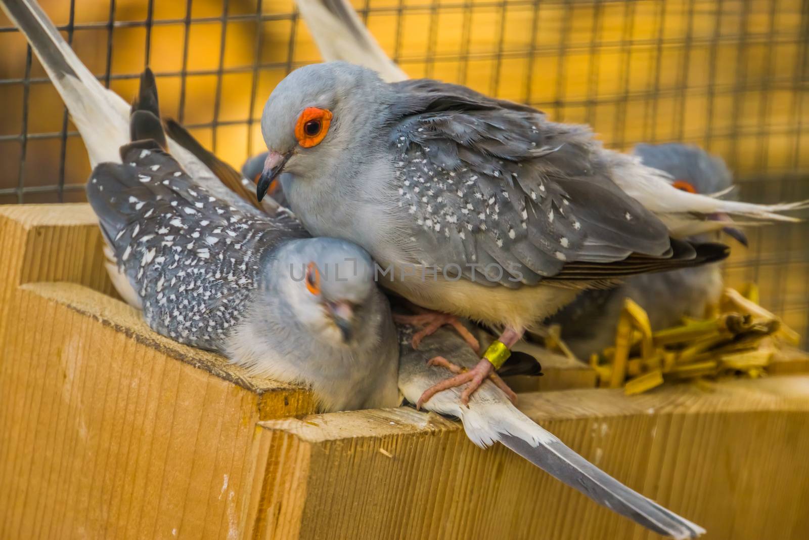 closeup of a diamond dove in its nest, popular tropical bird specie from Australia