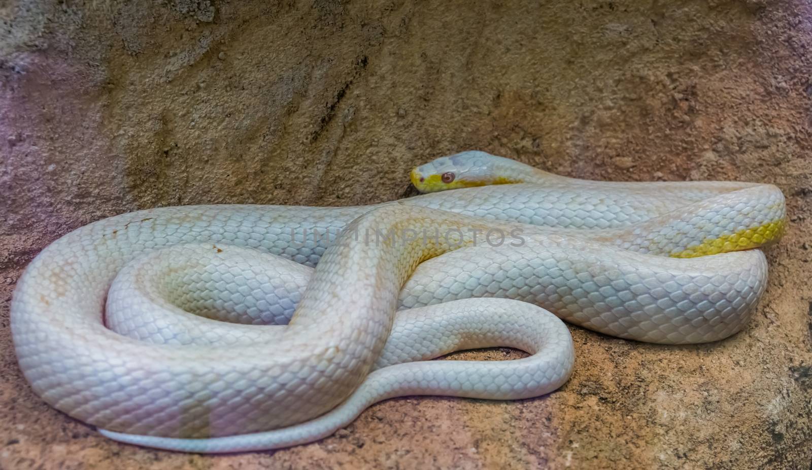 white albino western rat snake, color mutation, popular reptile specie from America by charlottebleijenberg