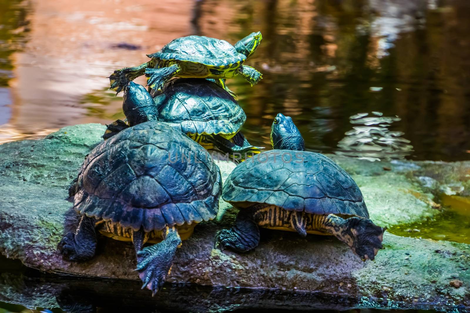 closeup of a cumberland slider turtle couple from the back at the water side together, tropical reptile specie from America