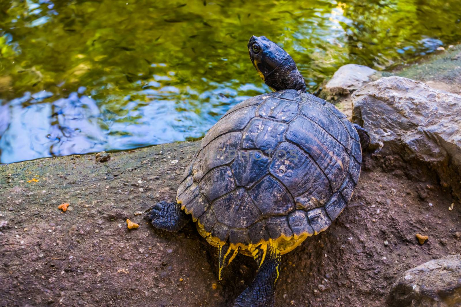 beautiful portrait of a yellow bellied cumberland slider turtle from the back, tropical reptile specie from America