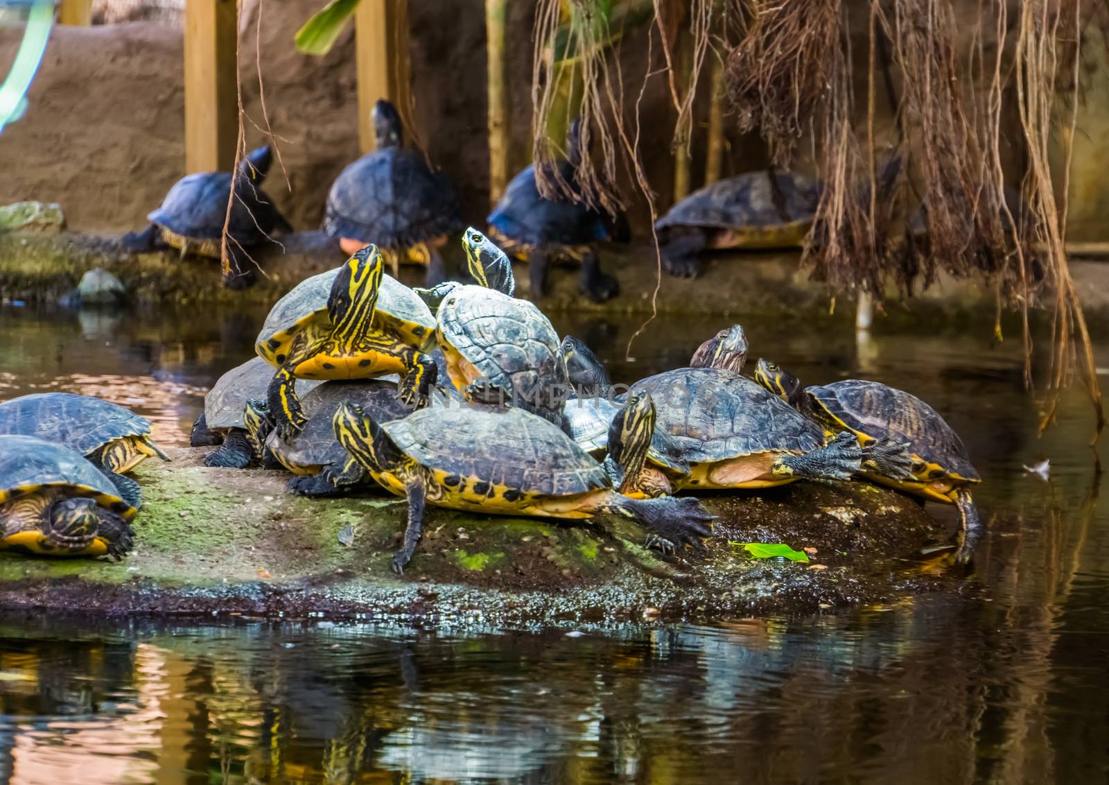 yellow bellied cumberland slider turtle nest on a rock in the water, tropical reptile specie from America