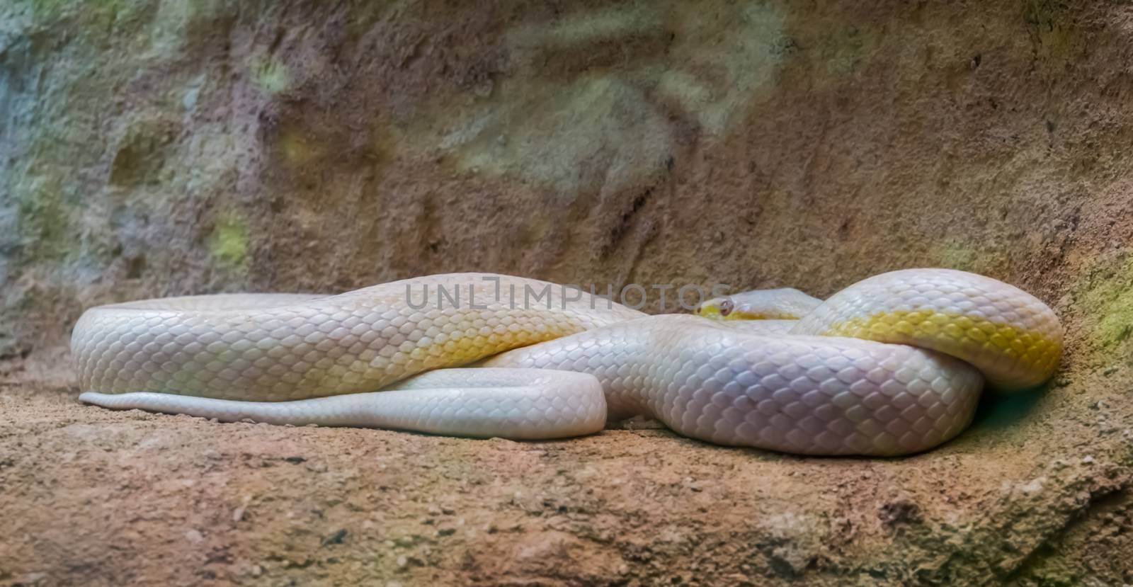 White western rat snake, serpent with albinism, color mutation, popular reptile specie from America by charlottebleijenberg