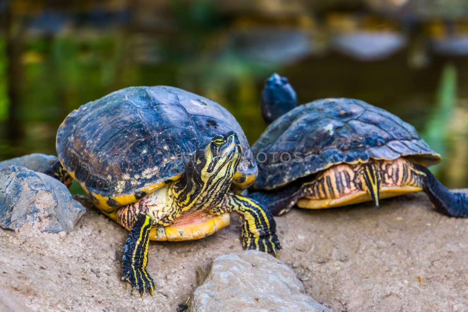 couple of yellow bellied cumberland slider turtles at the shore, front and rear view, tropical reptile specie from America