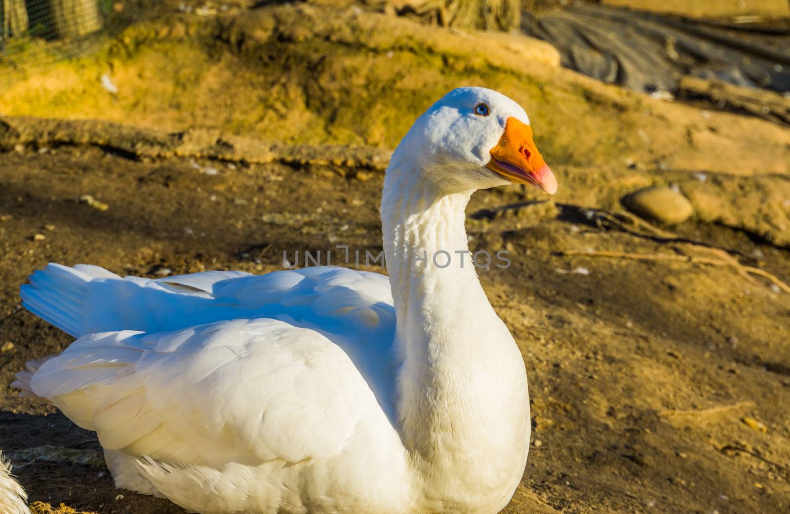 closeup portrait of a white domestic goose, popular farm animal, aggressive poultry specie