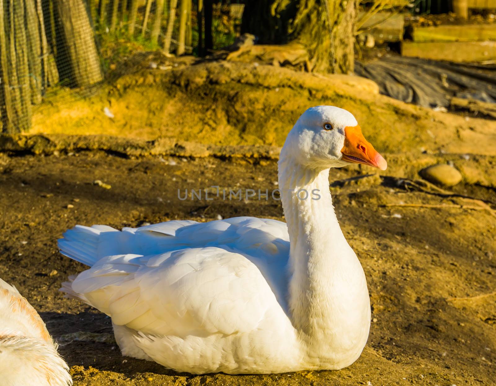 beautiful portrait of a white domestic goose, popular farm animal, aggressive poultry specie from the Netherlands by charlottebleijenberg