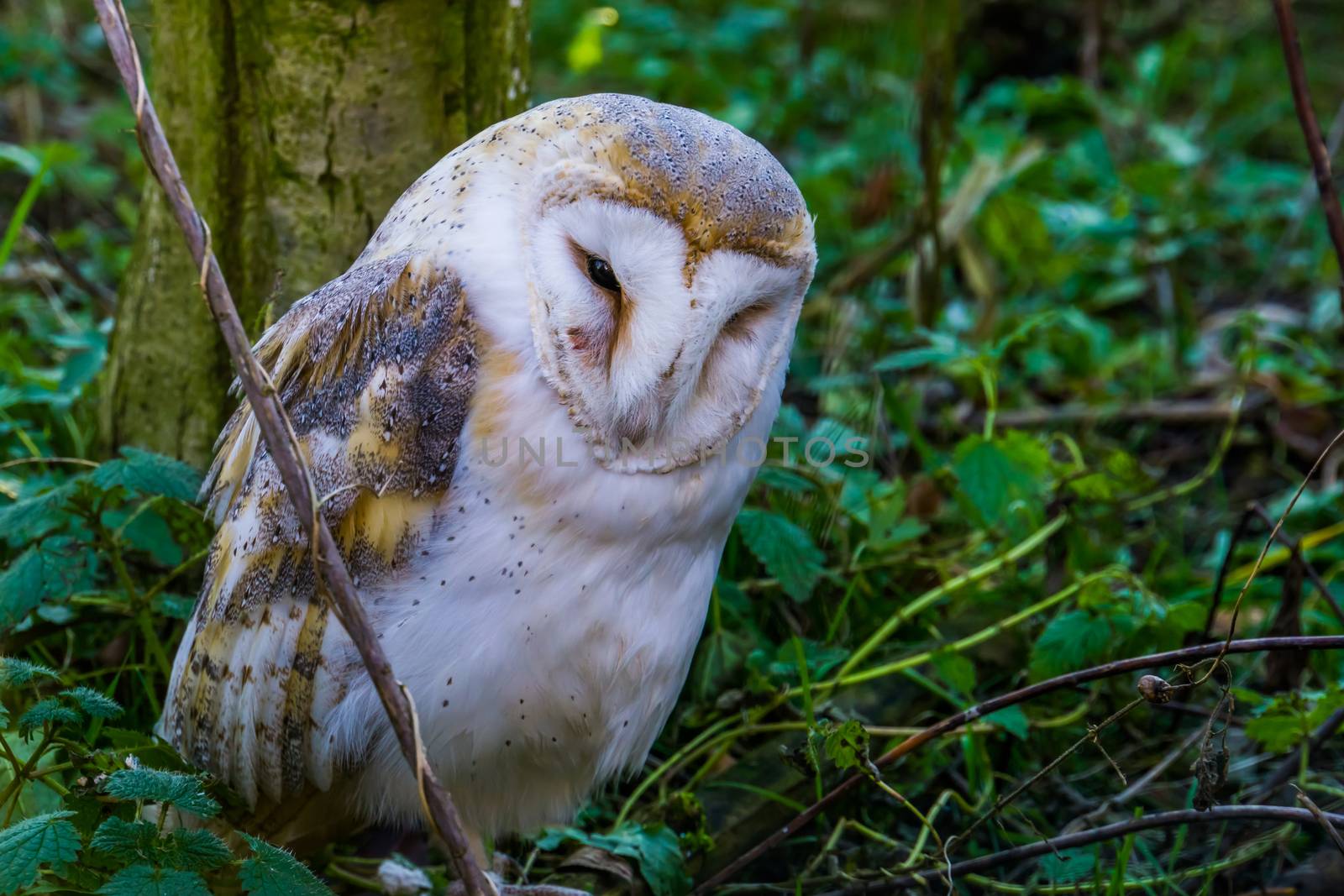 beautiful closeup portrait of a common barn owl, Wild bird specie from the netherlands, Europe by charlottebleijenberg