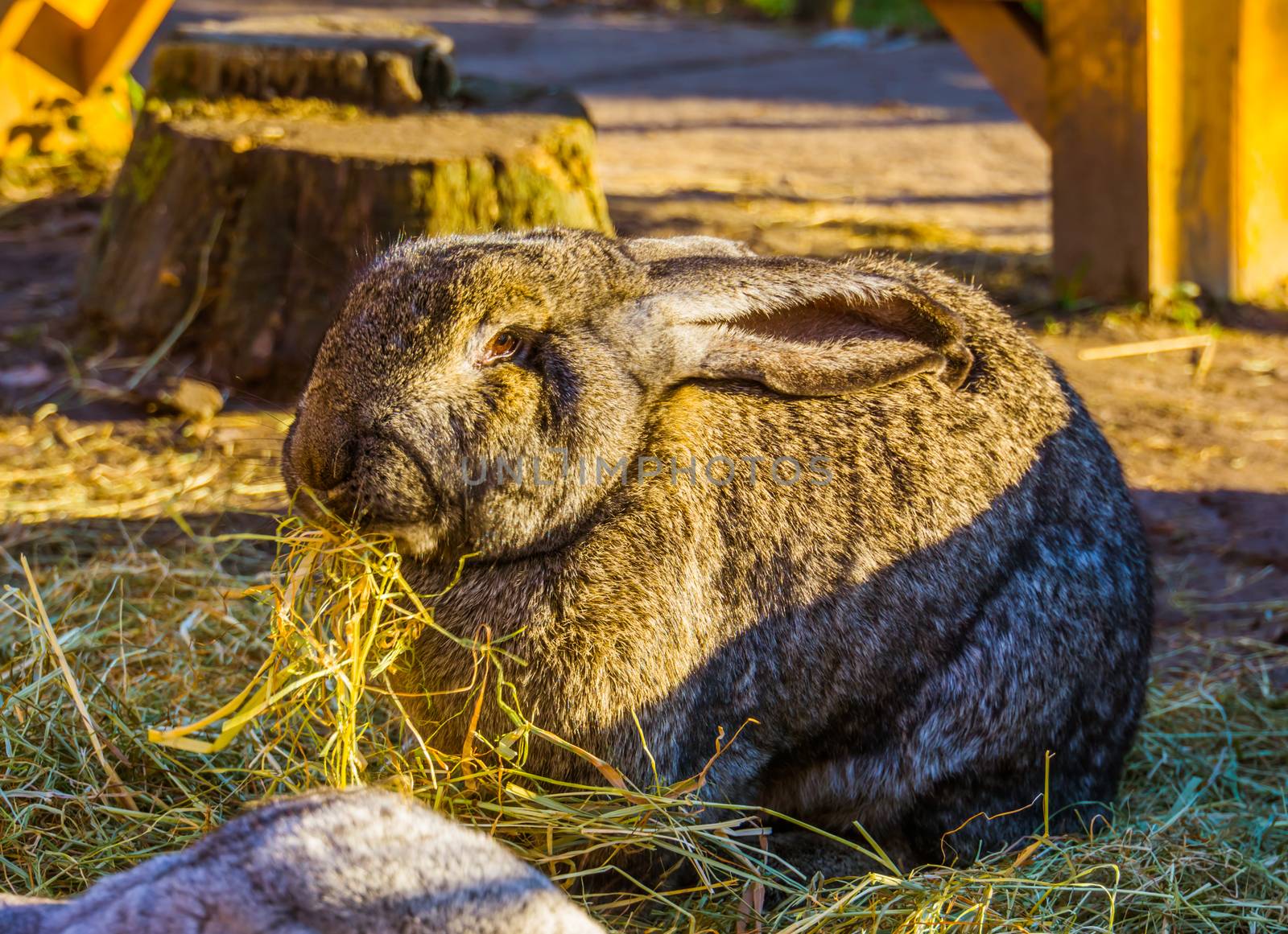 closeup of a big brown european rabbit eating hay, popular domesticated bunny specie