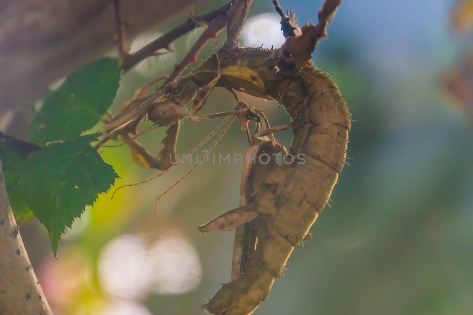 Male and female spiny leaf insect together, tropical walking stick specie from Australia