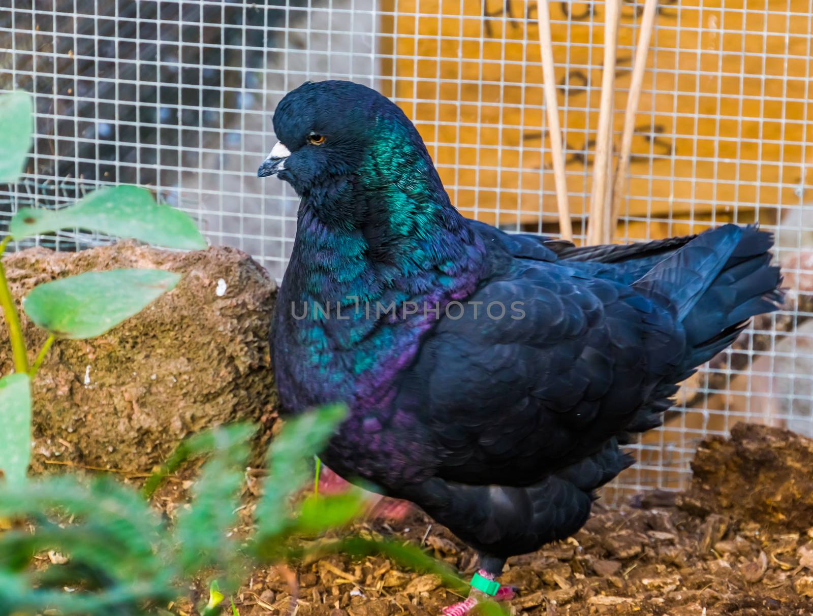 closeup portrait of a black king pigeon, popular tropical bird specie by charlottebleijenberg