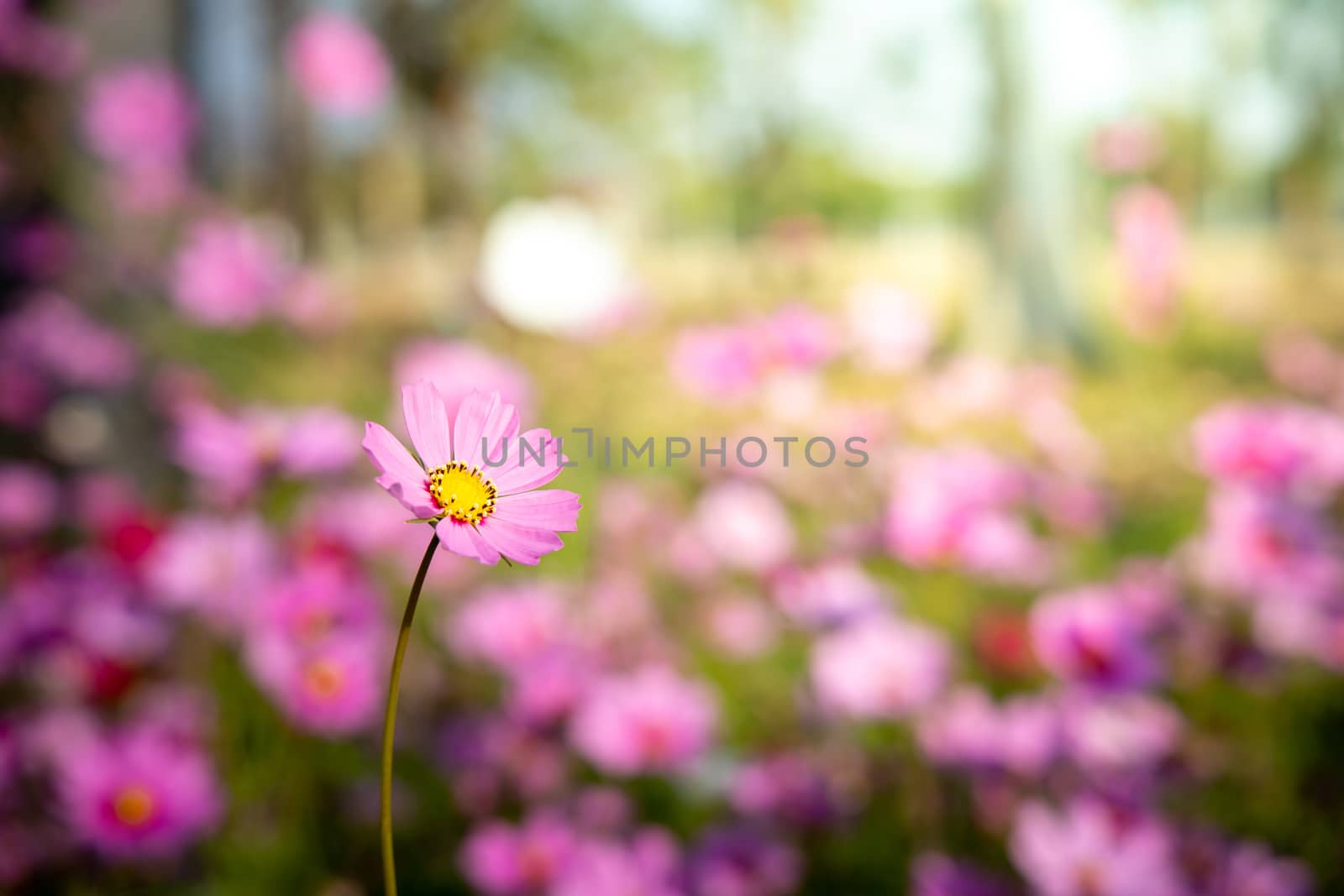  Beautiful Cosmos flowers in garden. Nature background.