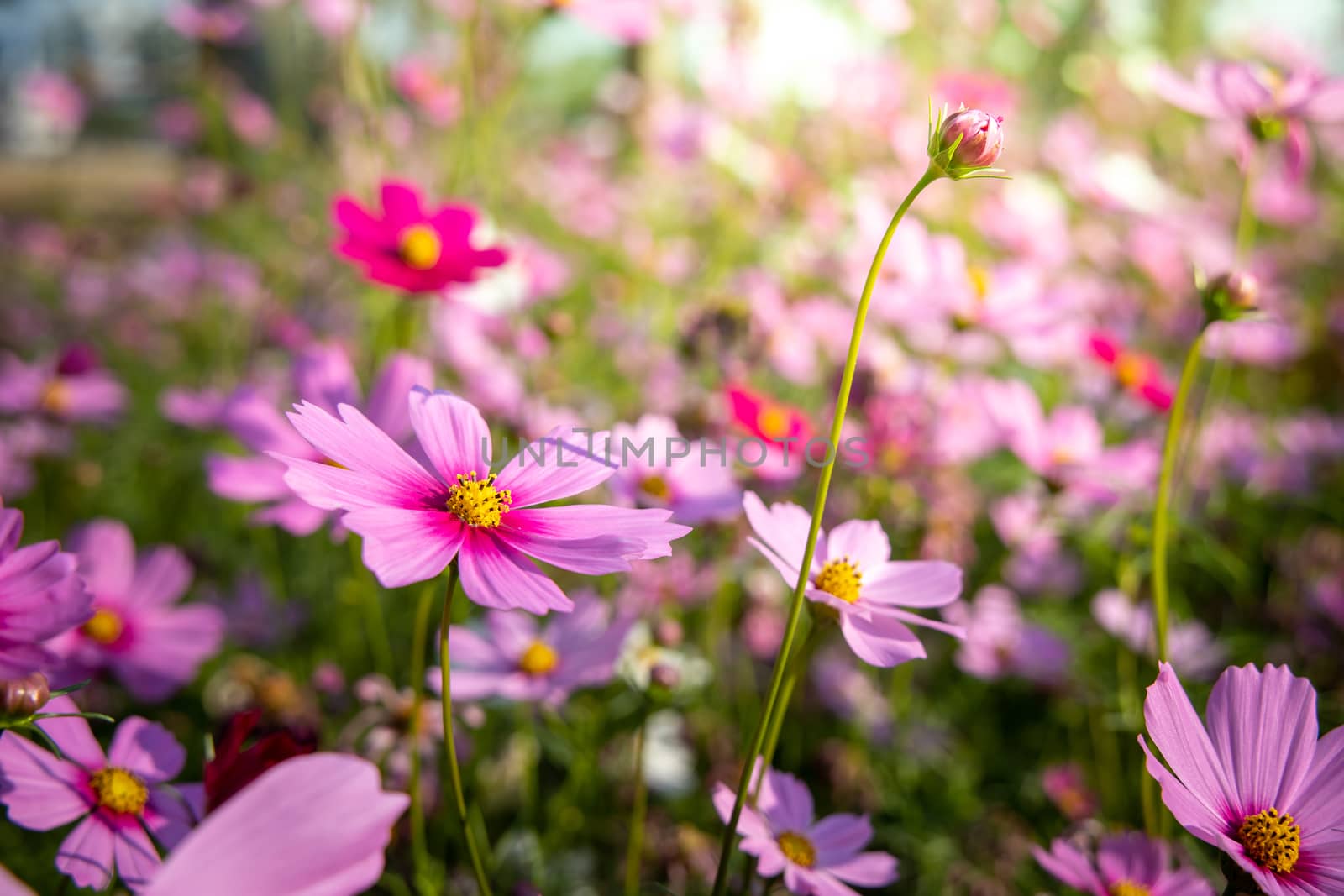  Beautiful Cosmos flowers in garden. Nature background.