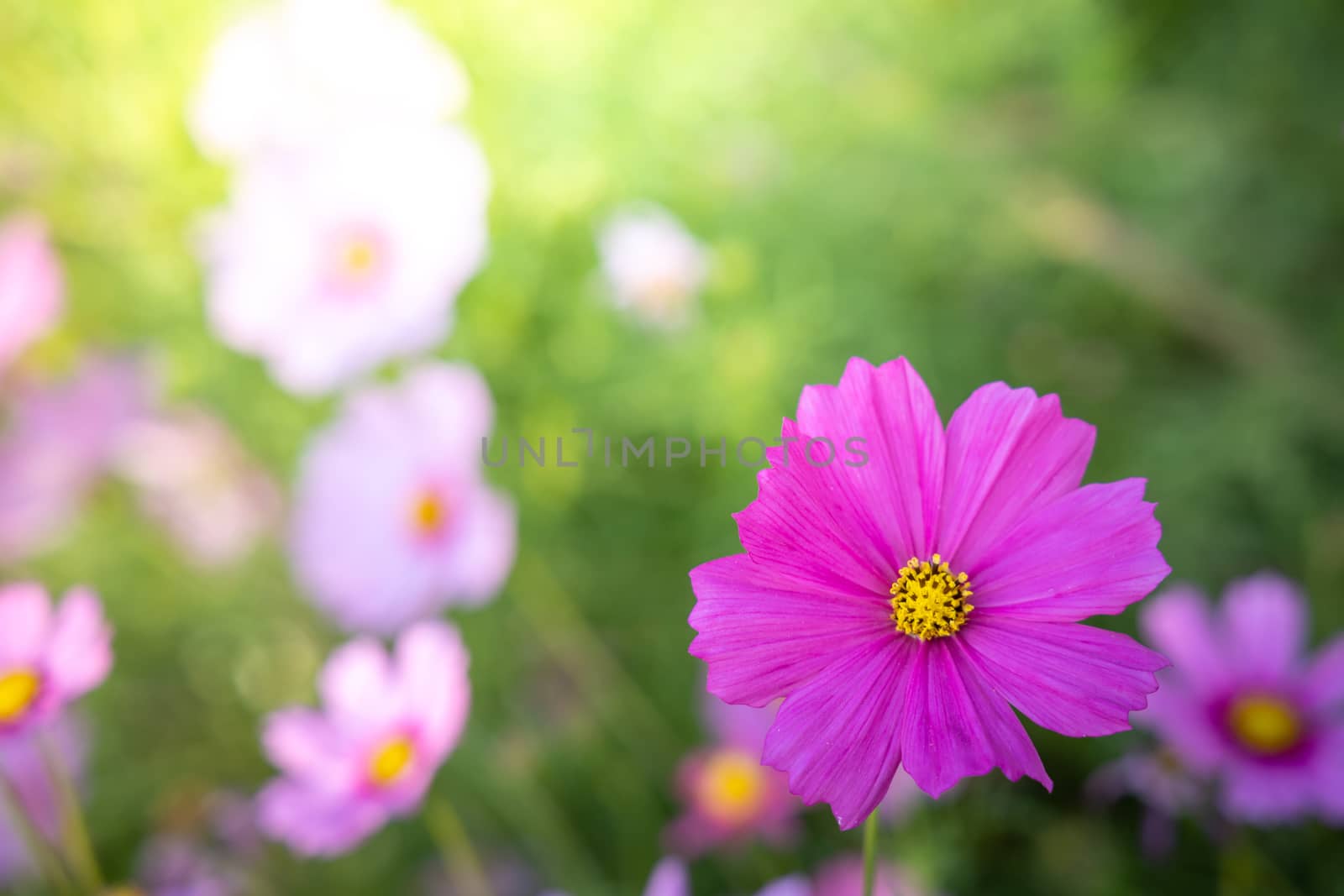  Beautiful Cosmos flowers in garden. Nature background.