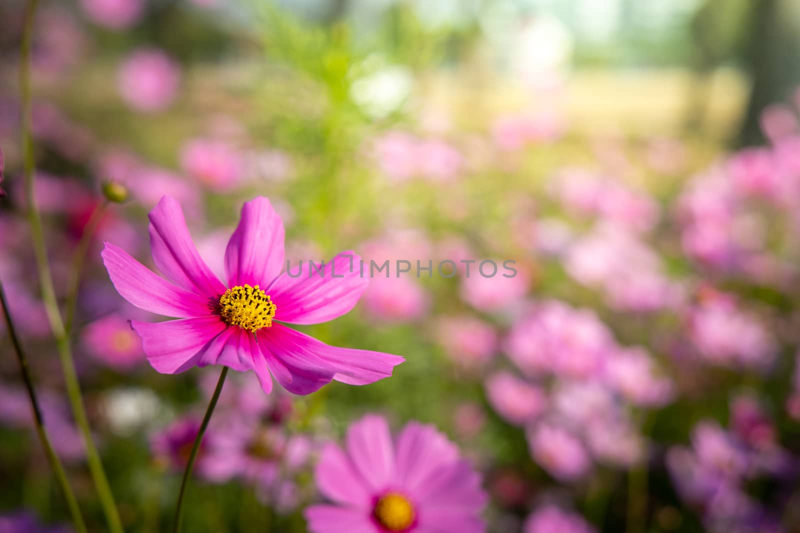  Beautiful Cosmos flowers in garden. Nature background.