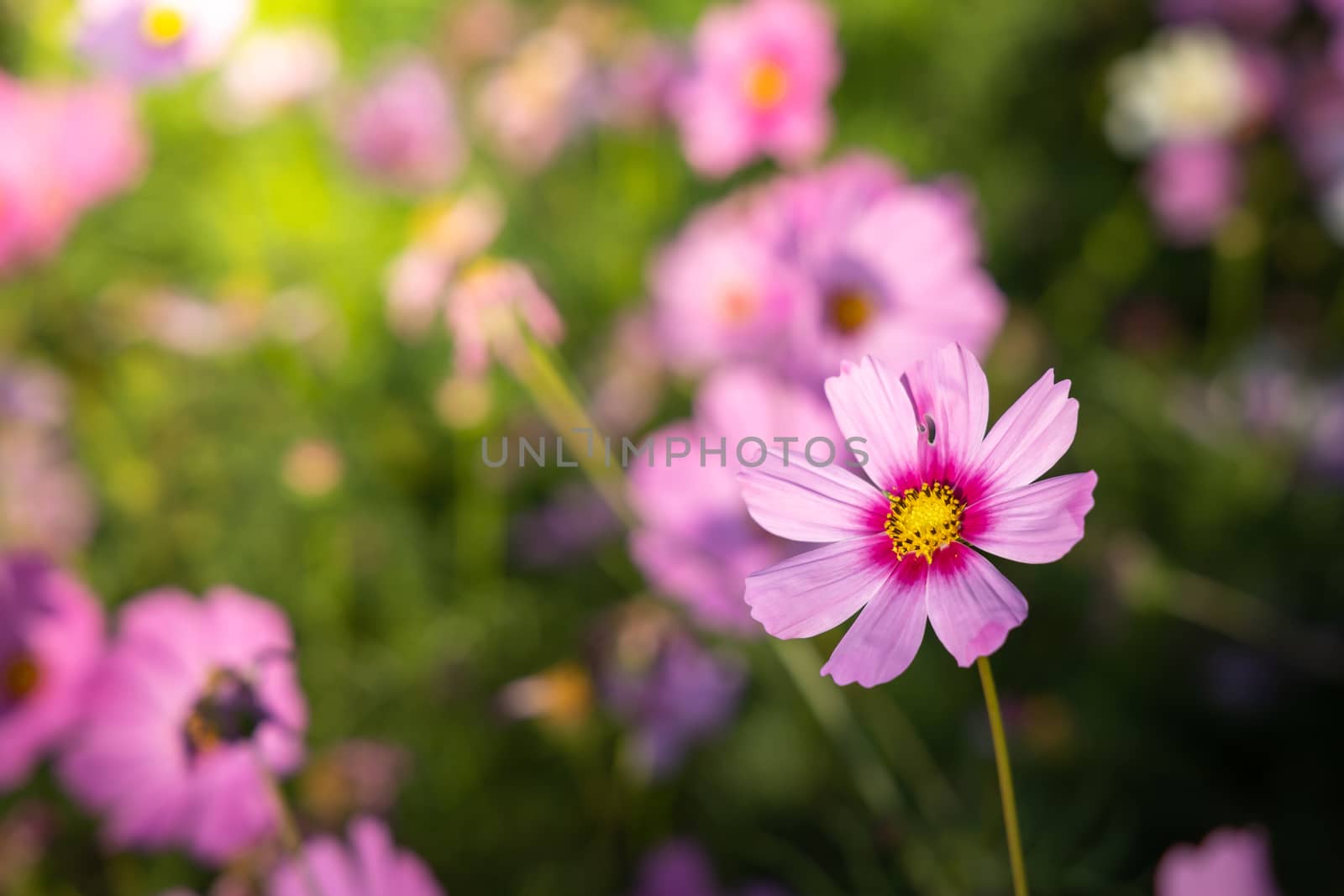  Beautiful Cosmos flowers in garden. Nature background.