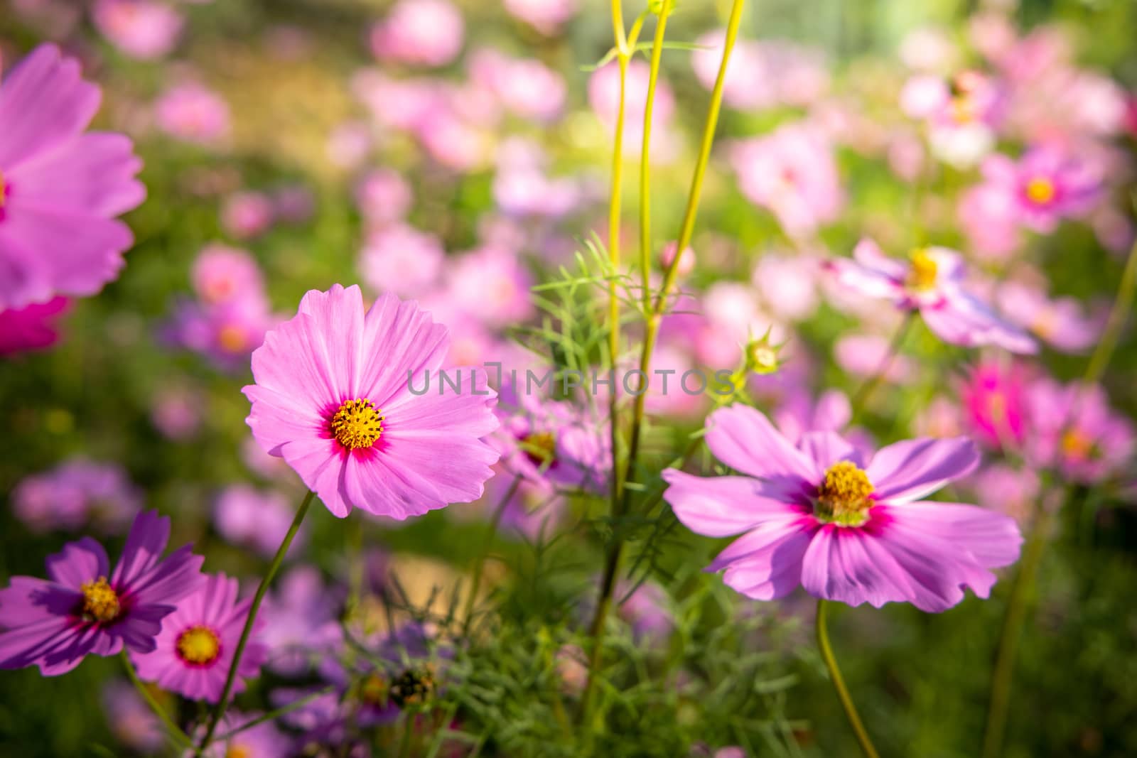  Beautiful Cosmos flowers in garden. Nature background.