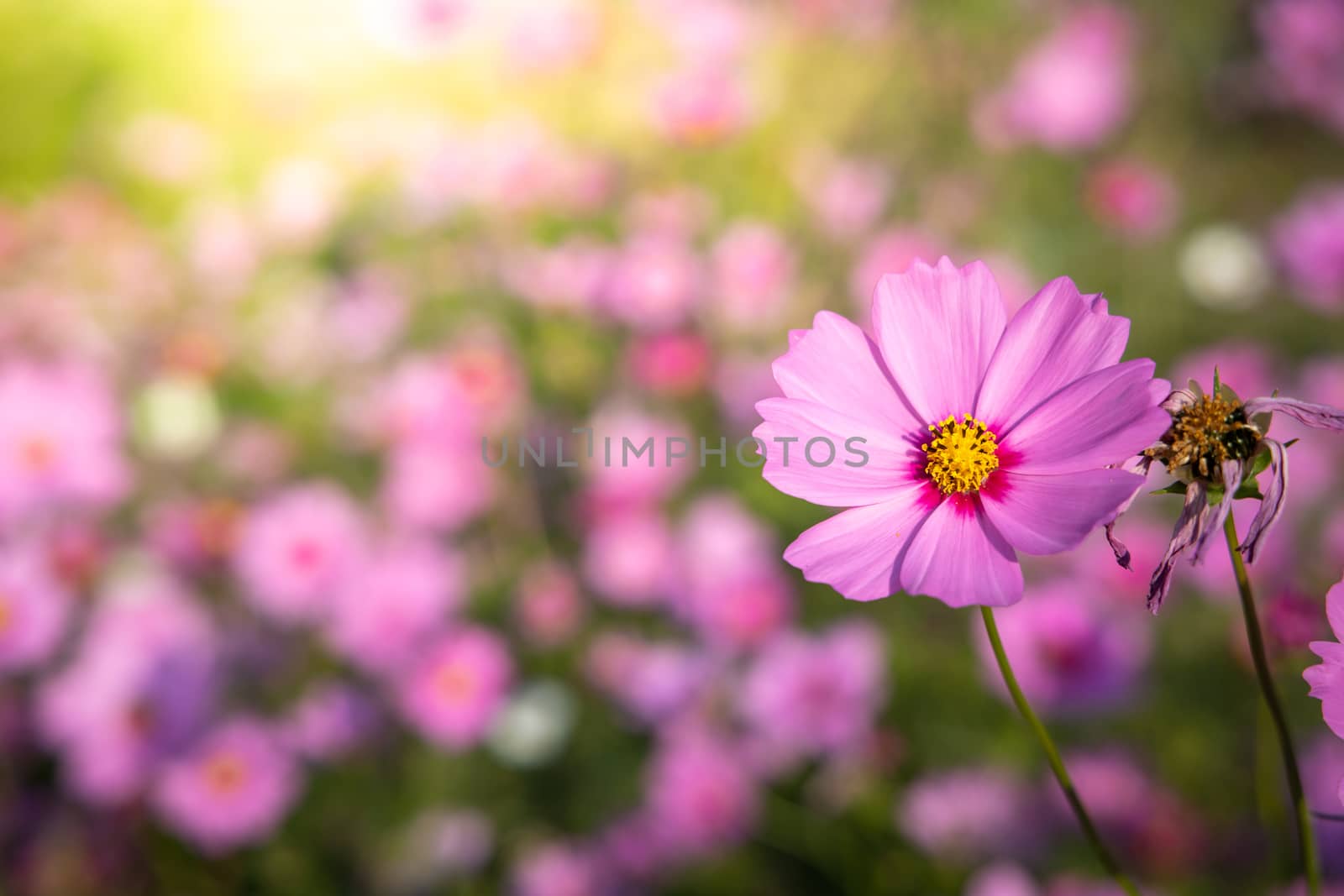  Beautiful Cosmos flowers in garden. Nature background.