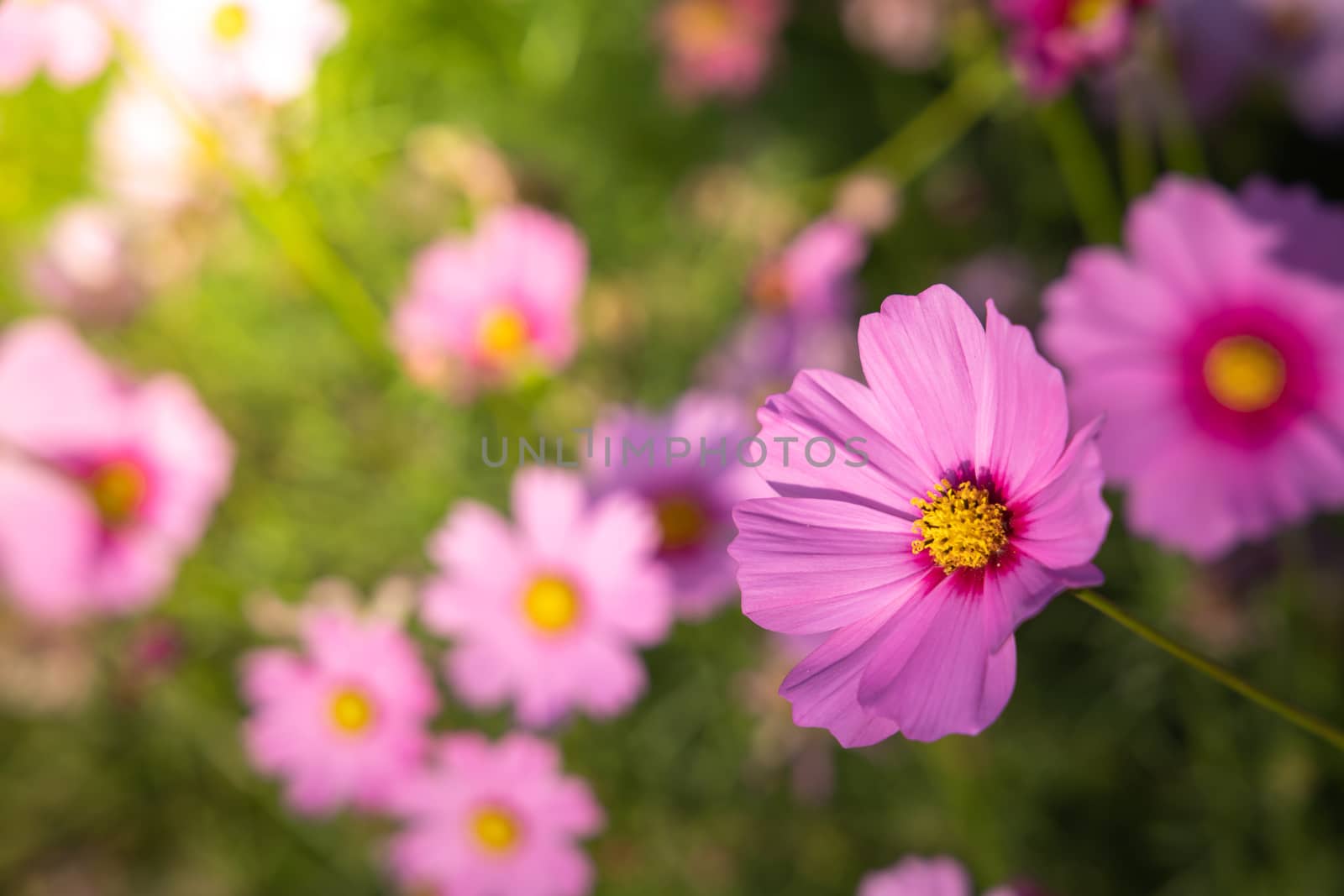  Beautiful Cosmos flowers in garden. Nature background.