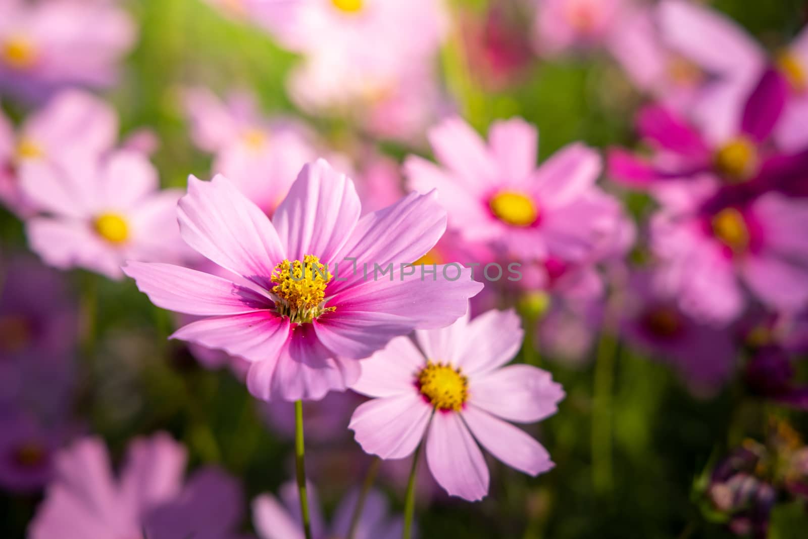  Beautiful Cosmos flowers in garden. Nature background.