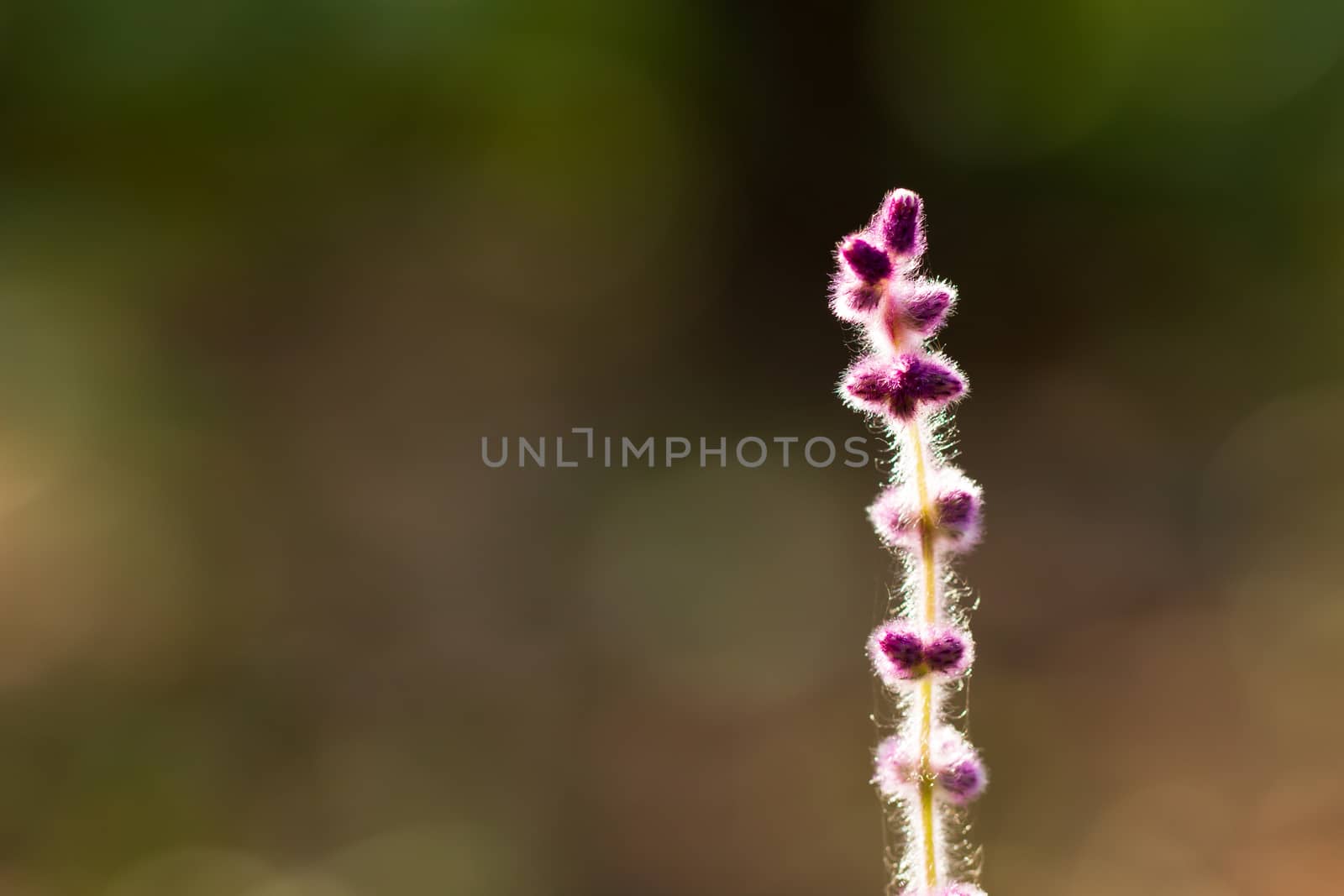 Flower of grass in green natural background at tropical forest. Vintage natural background. Closeup and copy space.