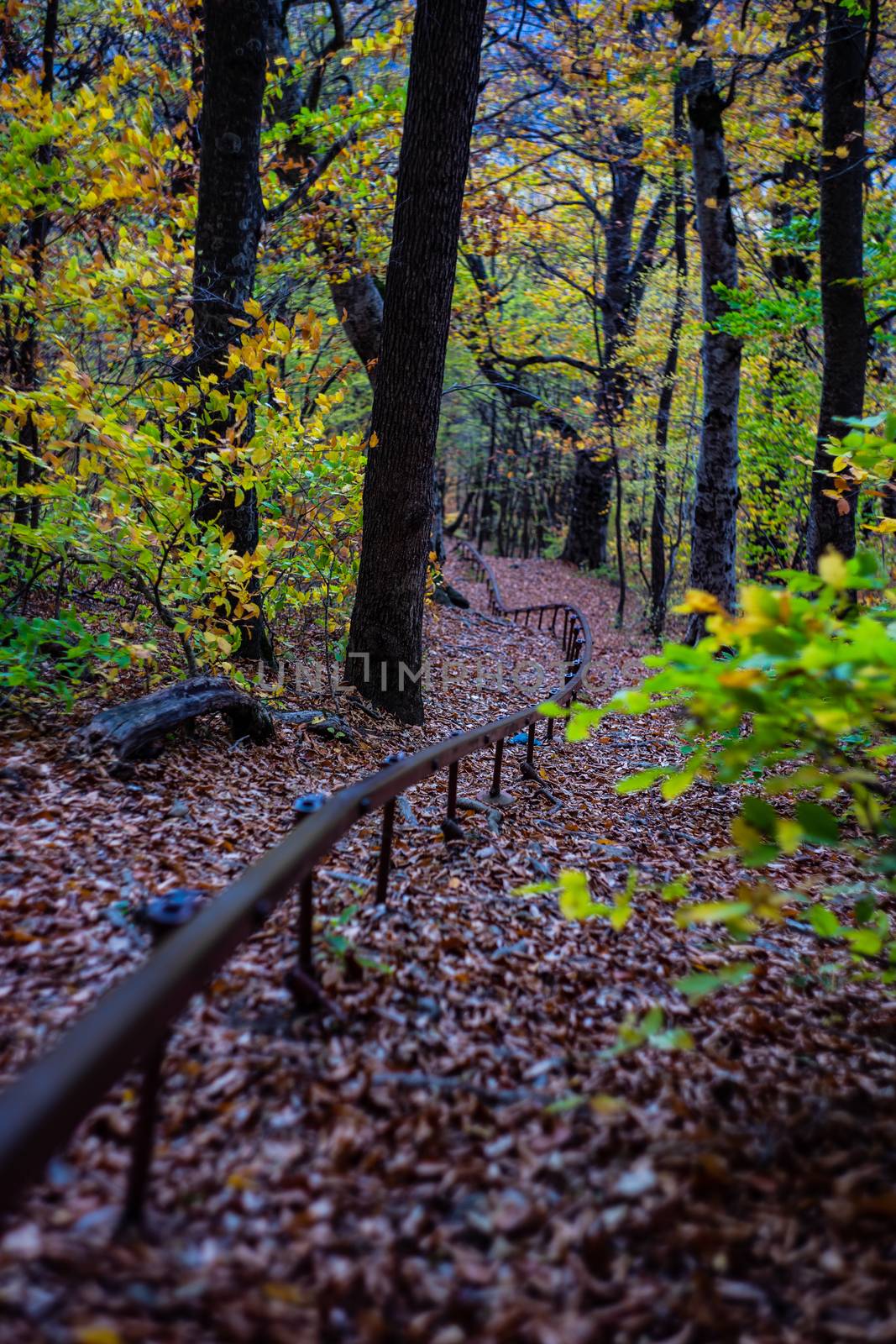 Forest pathway in autumnal Caucasus mountan in Tianeti area in Georgia