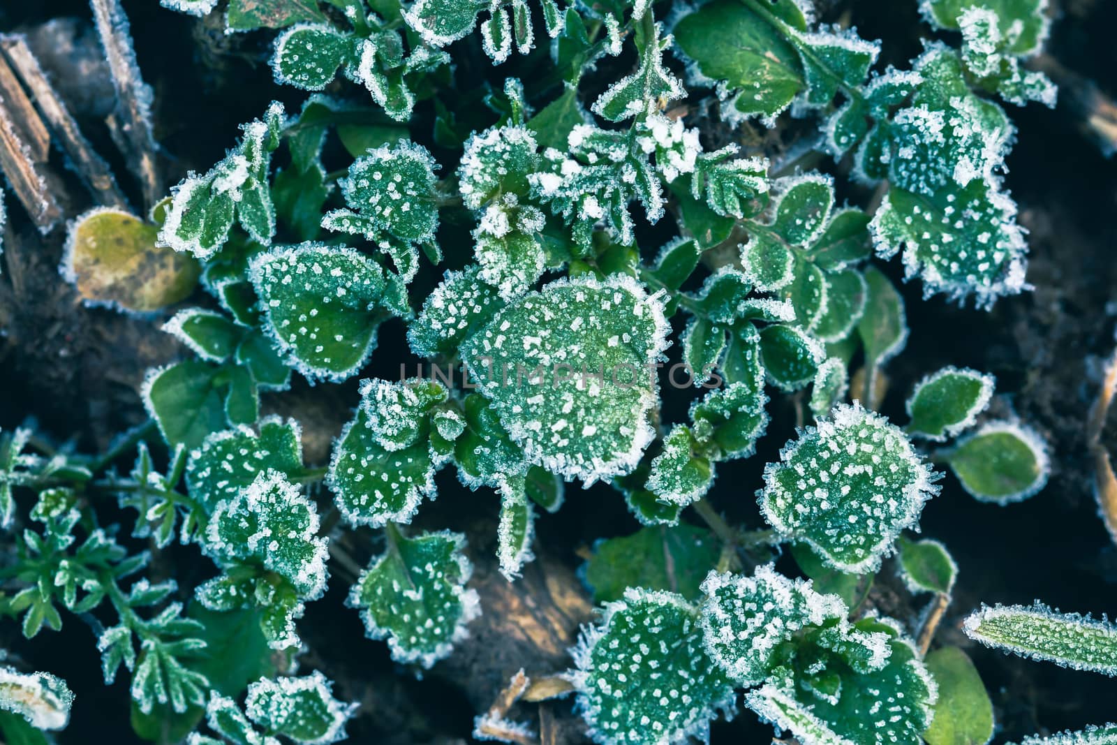 Abstract background with green grass and leaves covered with hoarfrost. Top view. Ice crystals on green grass after the first frost.