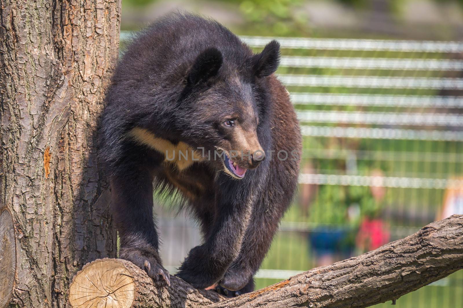 Black Bear climbing a tree on a sunny day in zoo Chleby, Czech Republic by petrsvoboda91