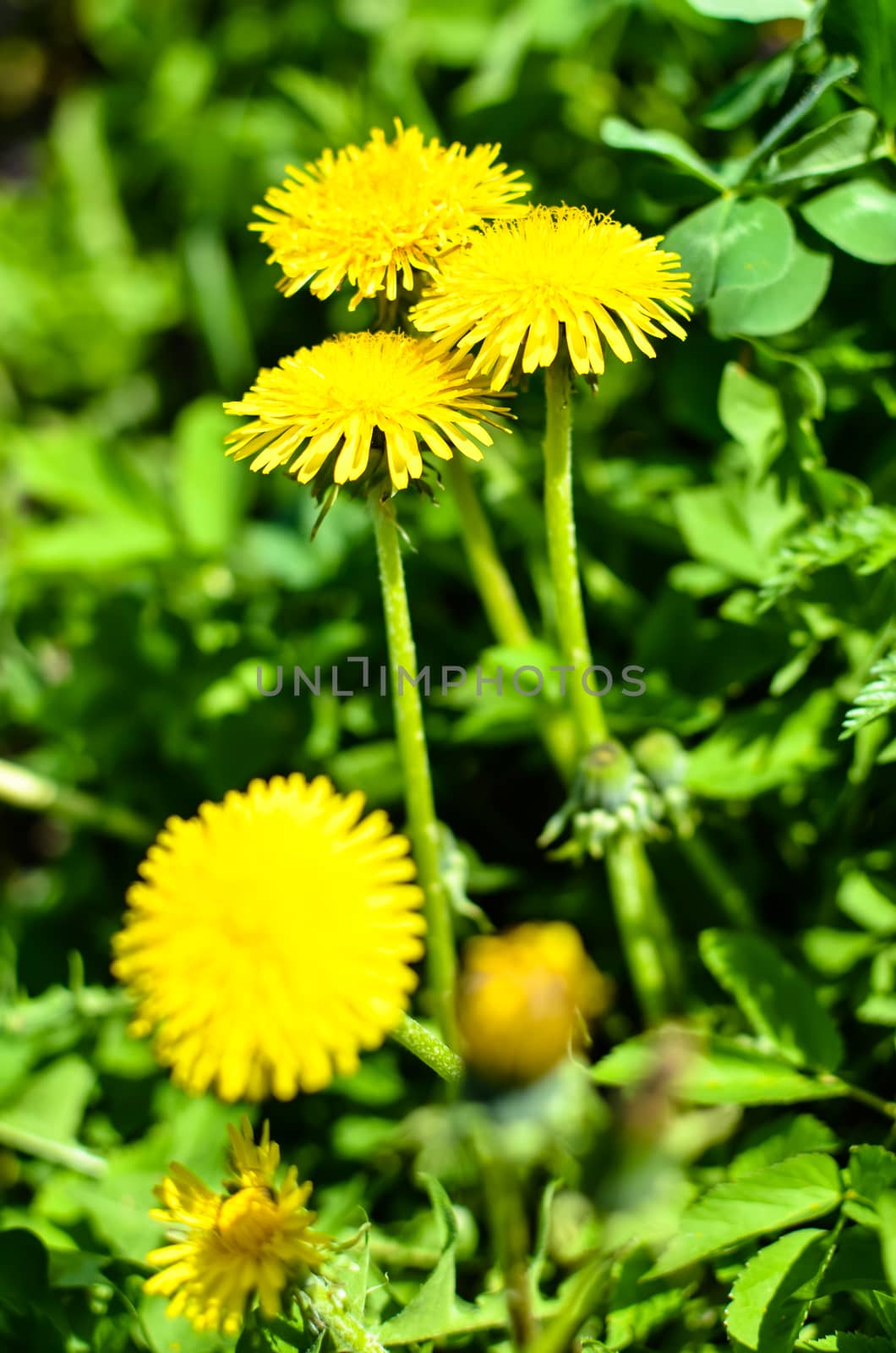 Yellow dandelion flower at spring closeup