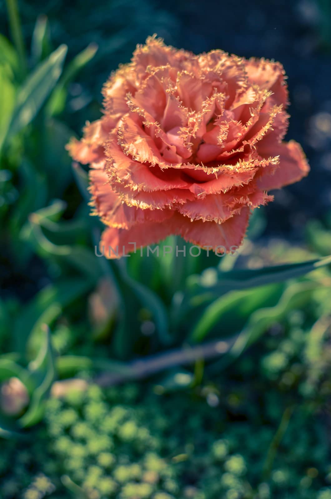 Sensual Touch tulip. Fringed tulip flower Sensual Touch. Bright blooming tulips