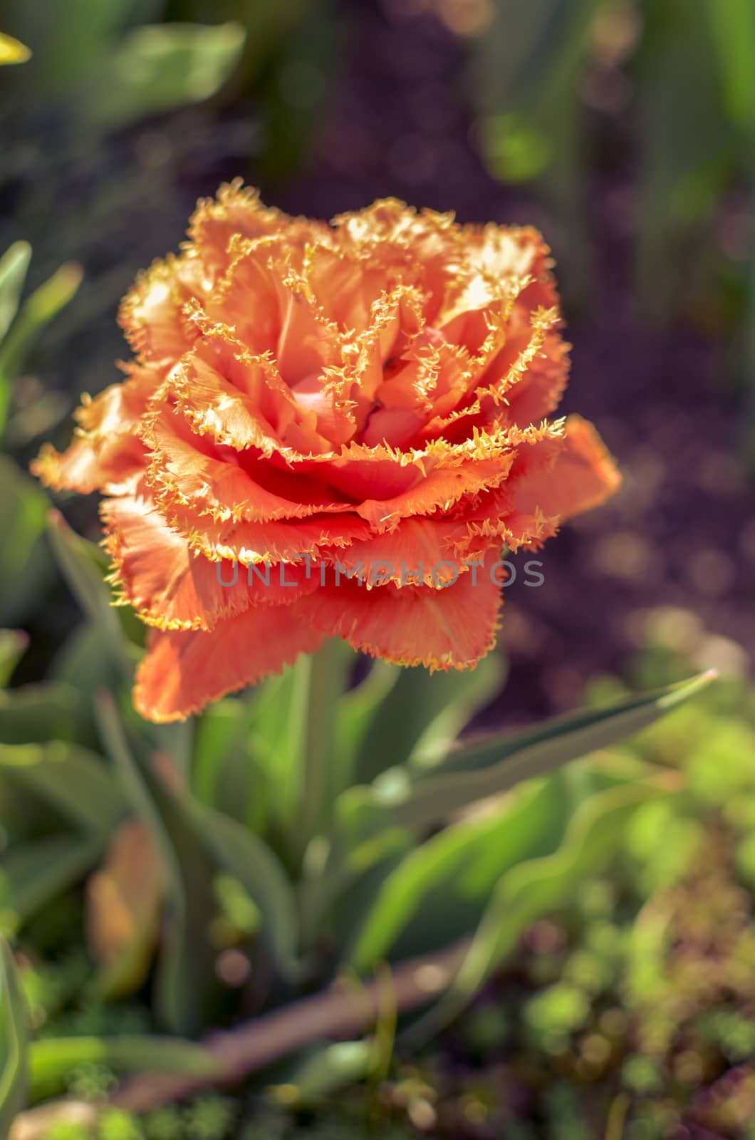 Sensual Touch tulip. Fringed tulip flower Sensual Touch. Bright blooming tulips