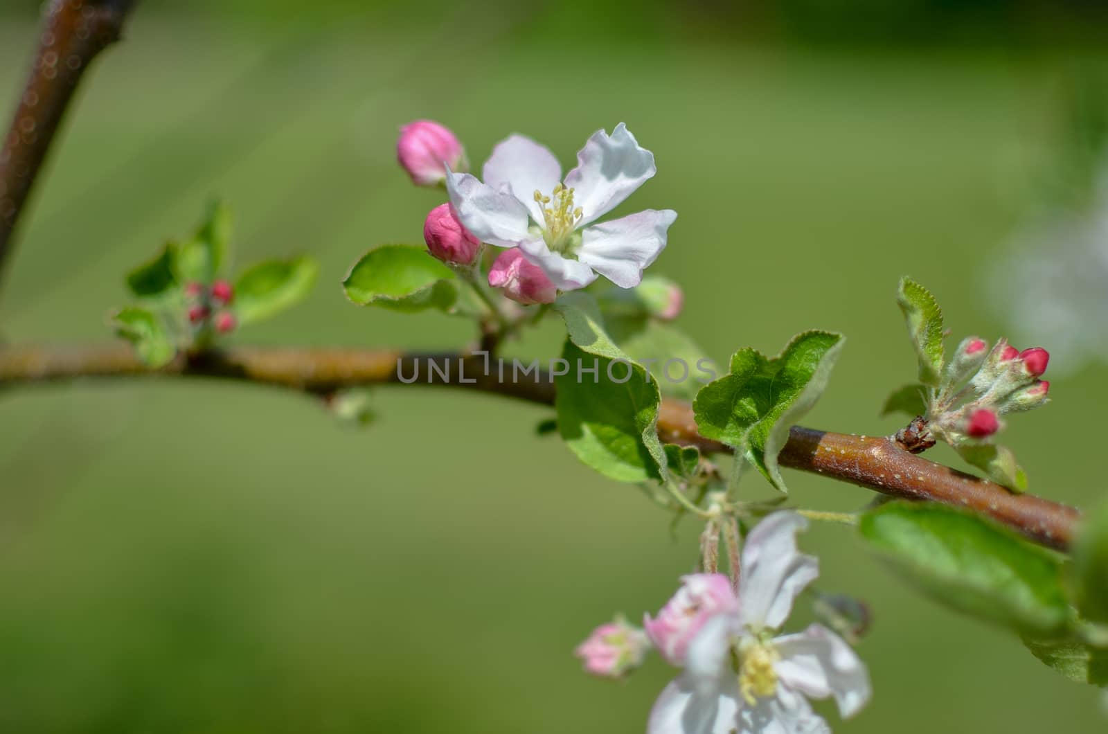 Picture of apple flower close-up on a light green background at spring
