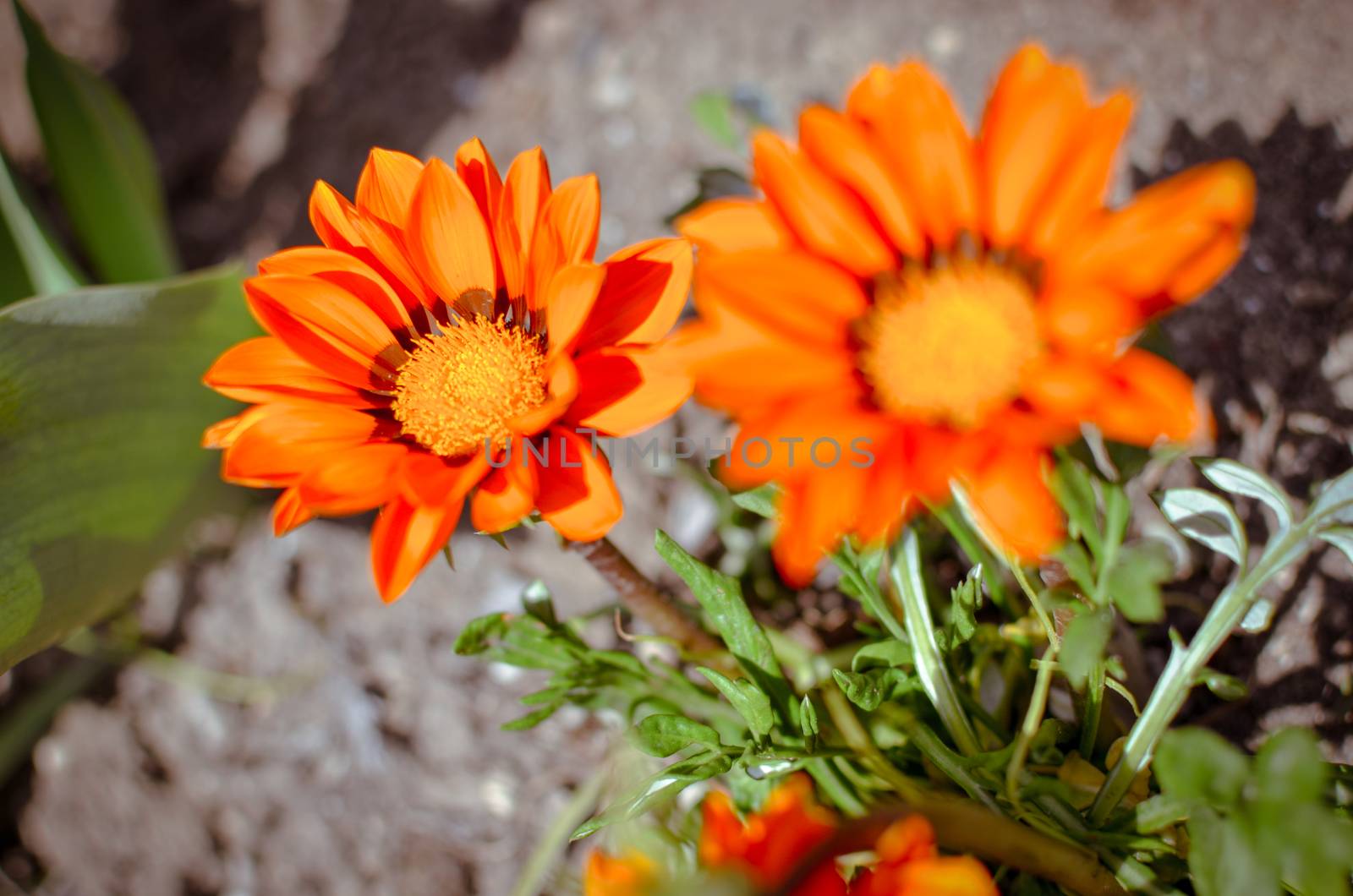 Closeup of several gazania rigens flowers with orange petals