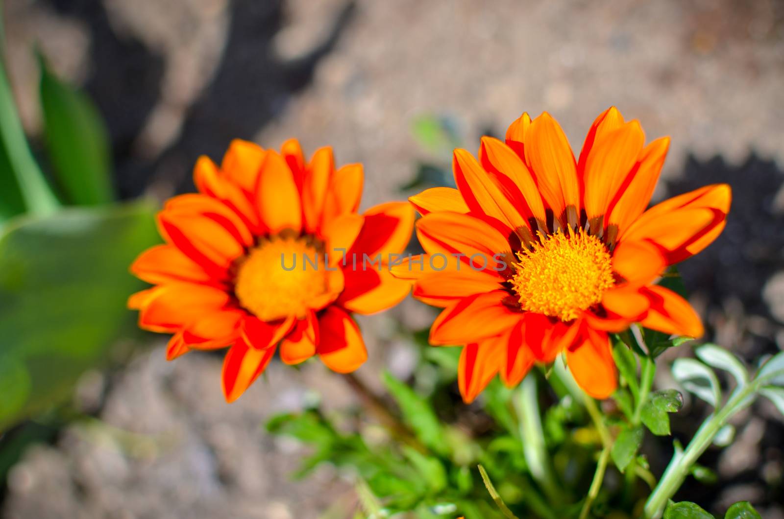 Closeup of several gazania rigens flowers with orange petals