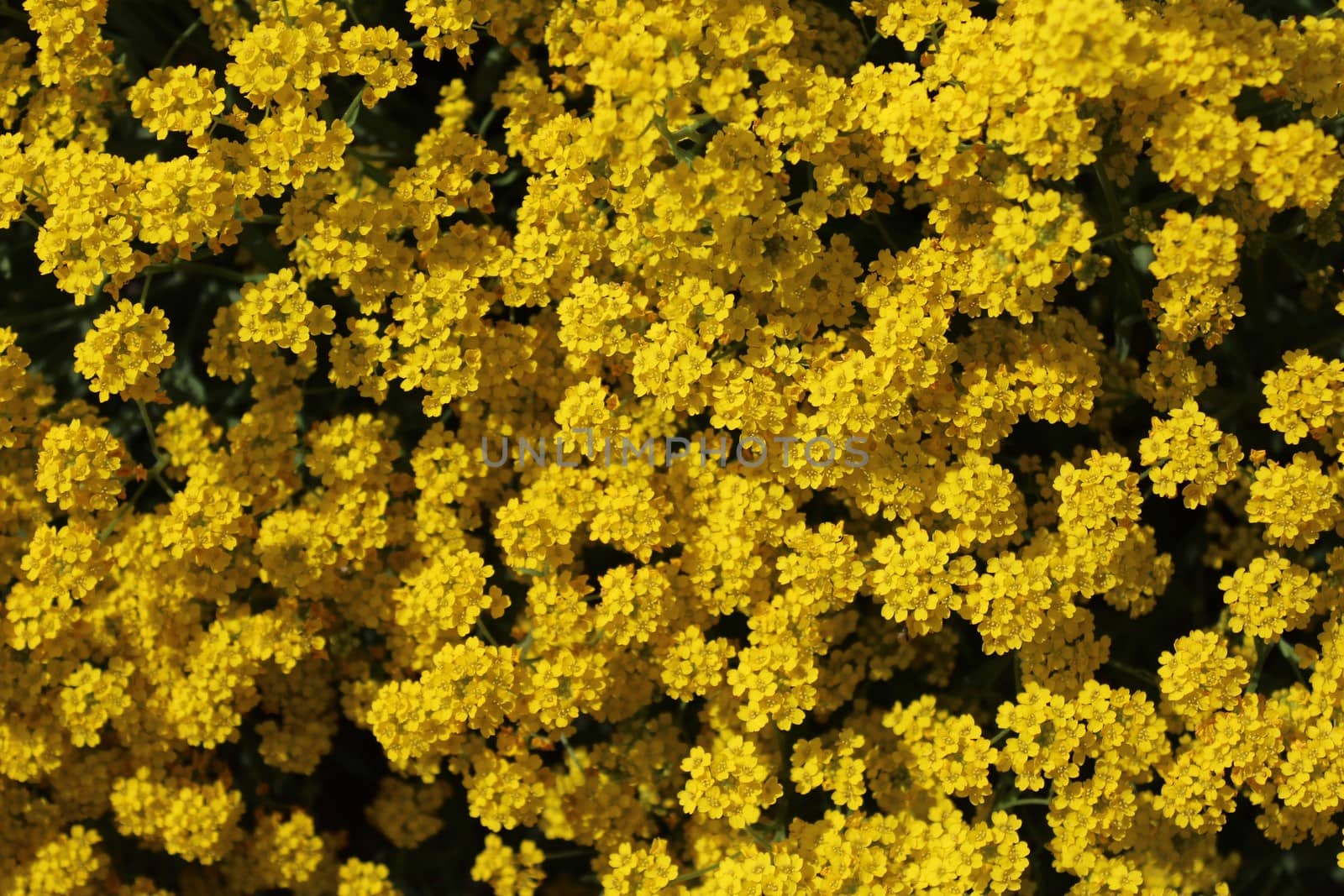 sweet alyssum in the spring by martina_unbehauen