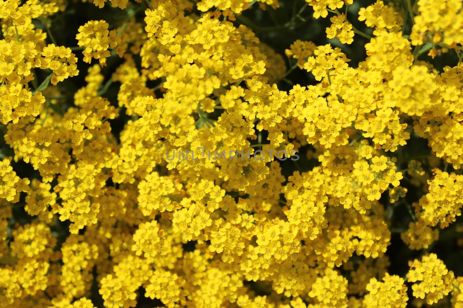 sweet alyssum in the spring by martina_unbehauen