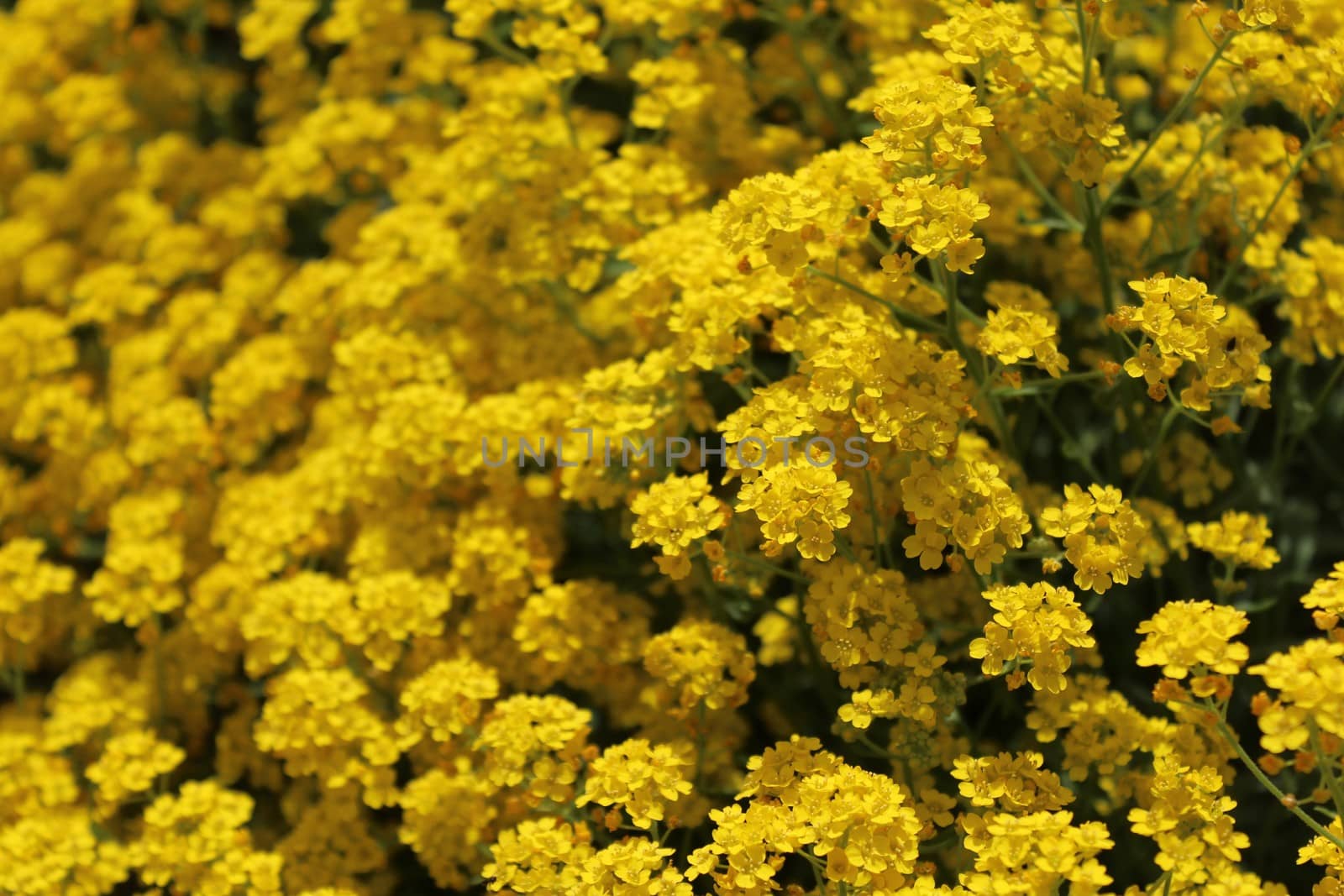 The picture shows sweet alyssum in the spring