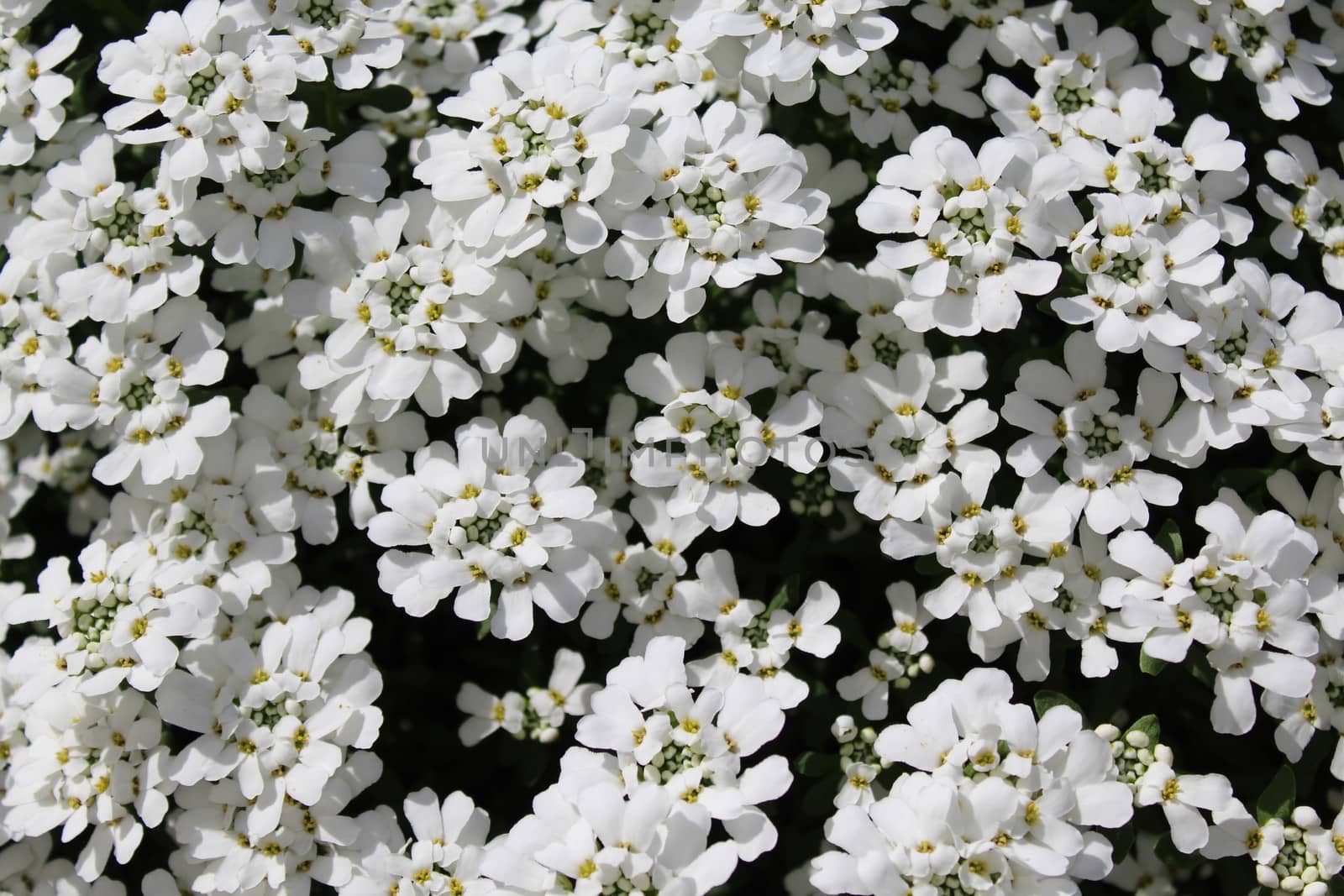 The picture shows sweet alyssum in the spring