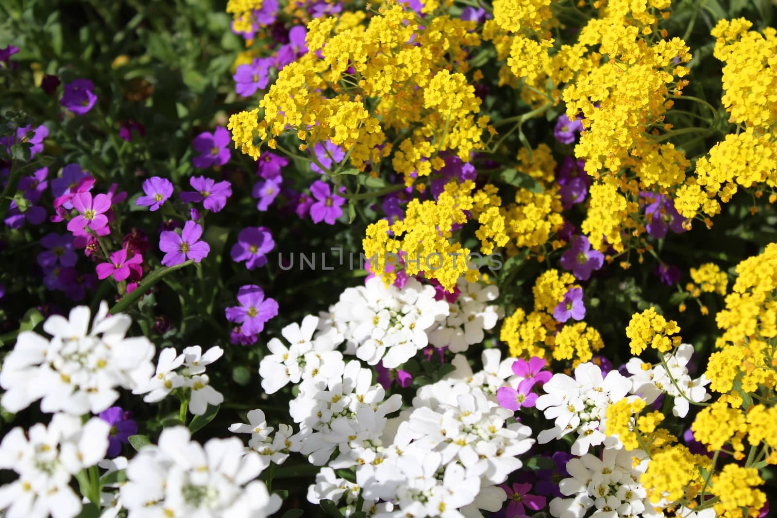 sweet alyssum in the spring by martina_unbehauen