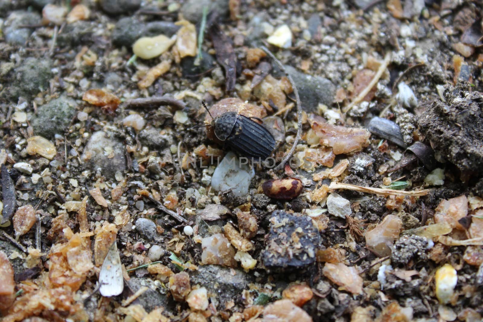 The picture shows a black snail beetle in the garden