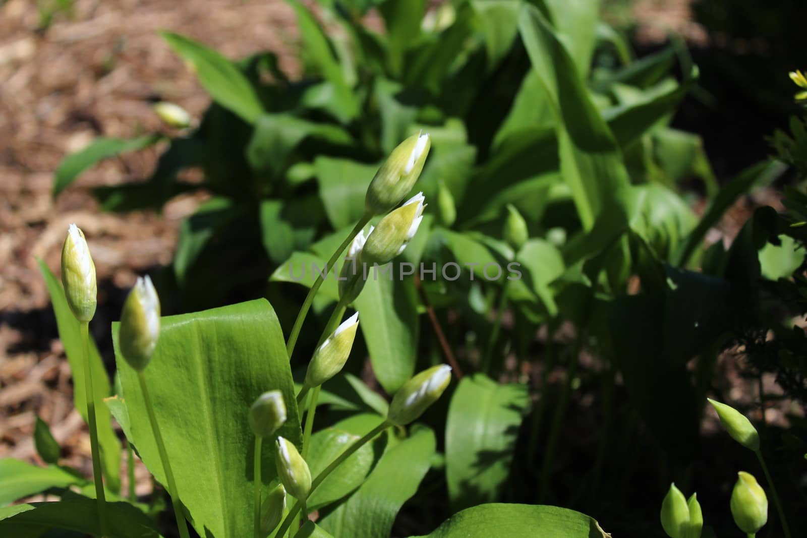 The picture shows wild garlic with buds in the ground