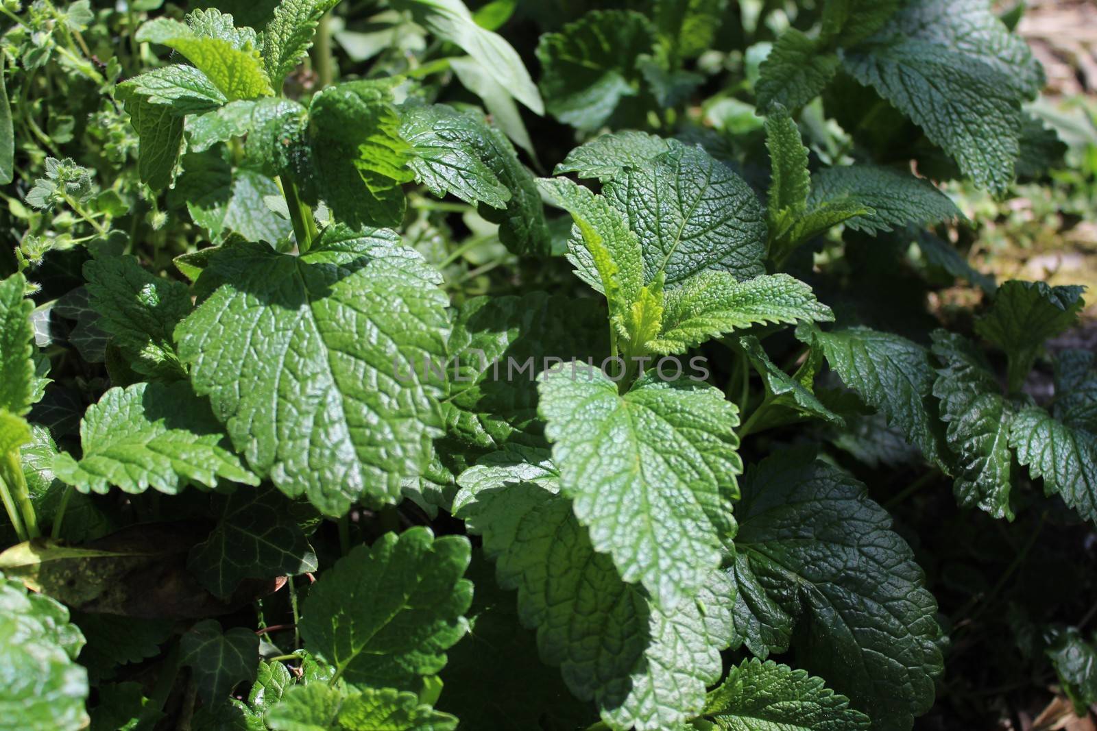 The picture lemon balm in the garden